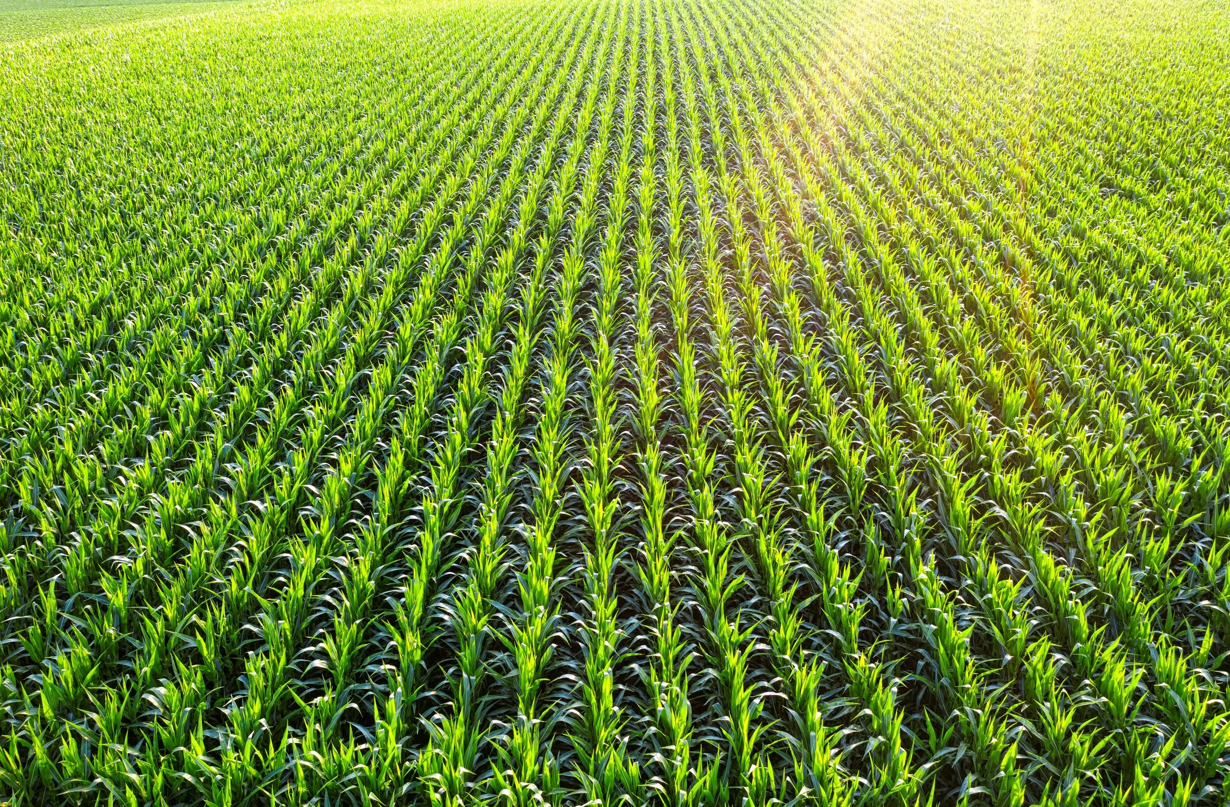 Field of commercial crops showcasing advanced plant nutrition, high tissue density, and stress tolerance driven by EcoTech transcellular delivery technology across agribusiness, turf management, and commercial nursery operations.