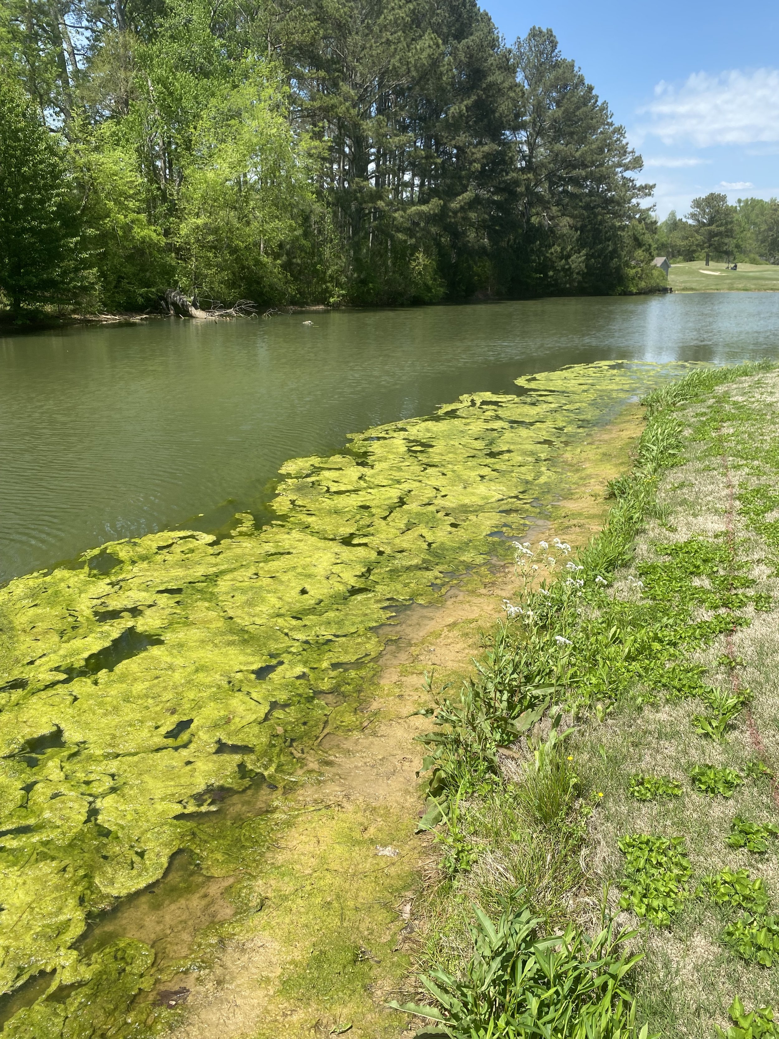 Before image showing severe organic muck buildup, toxic algae bloom presence, and poor water clarity in a commercial retention pond.