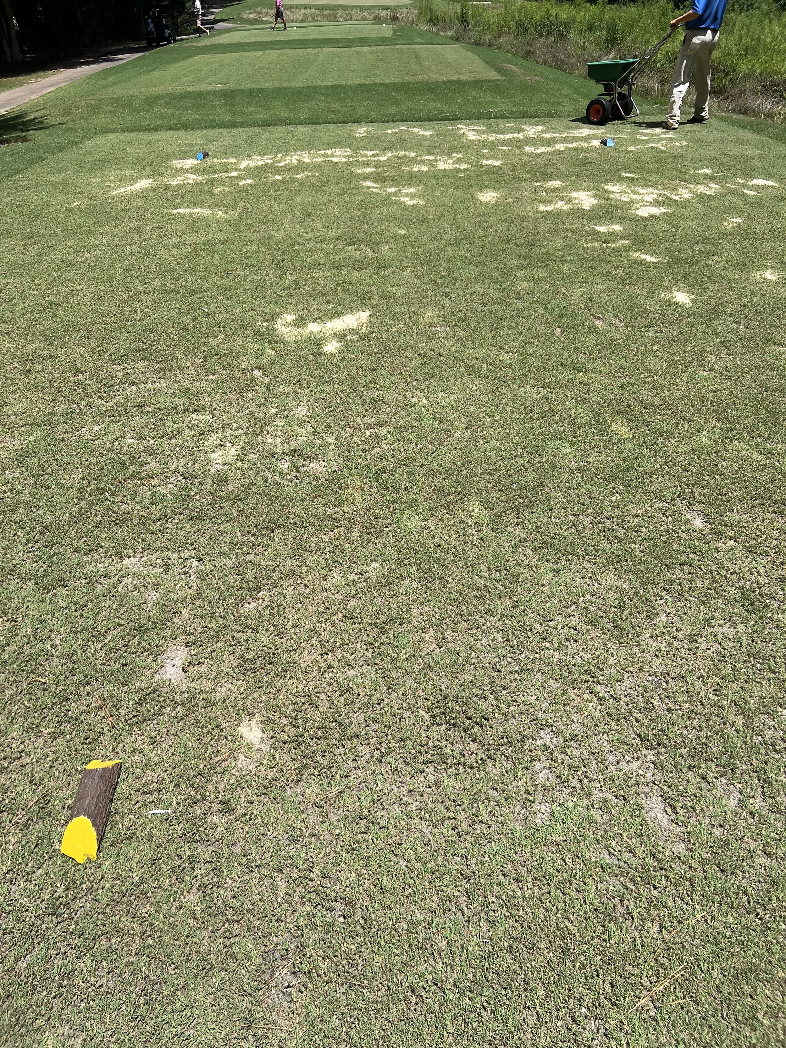 Before image showing shallow turf grass root systems and heavy organic thatch accumulation on a managed golf course fairway.