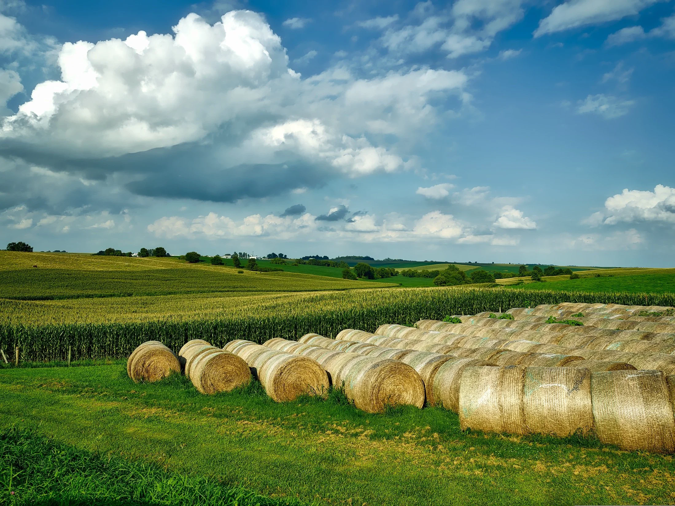 Side-by-side commercial crop yield performance and harvest results validating increased plant BRIX levels and nutrient uptake.