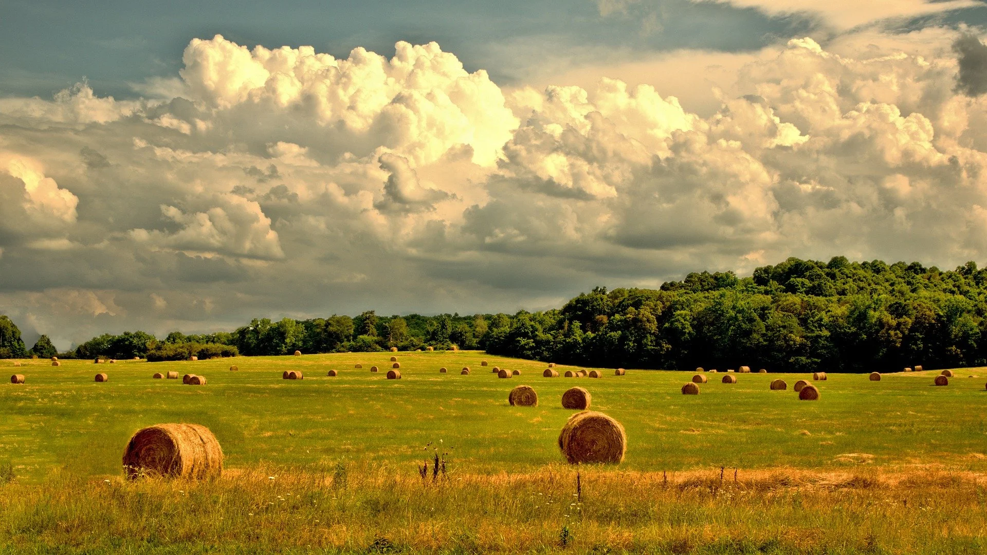 Harvested agricultural field with round hay bales, symbolizing large-scale commercial biofertilizer production capacity and industrial agribusiness supply.