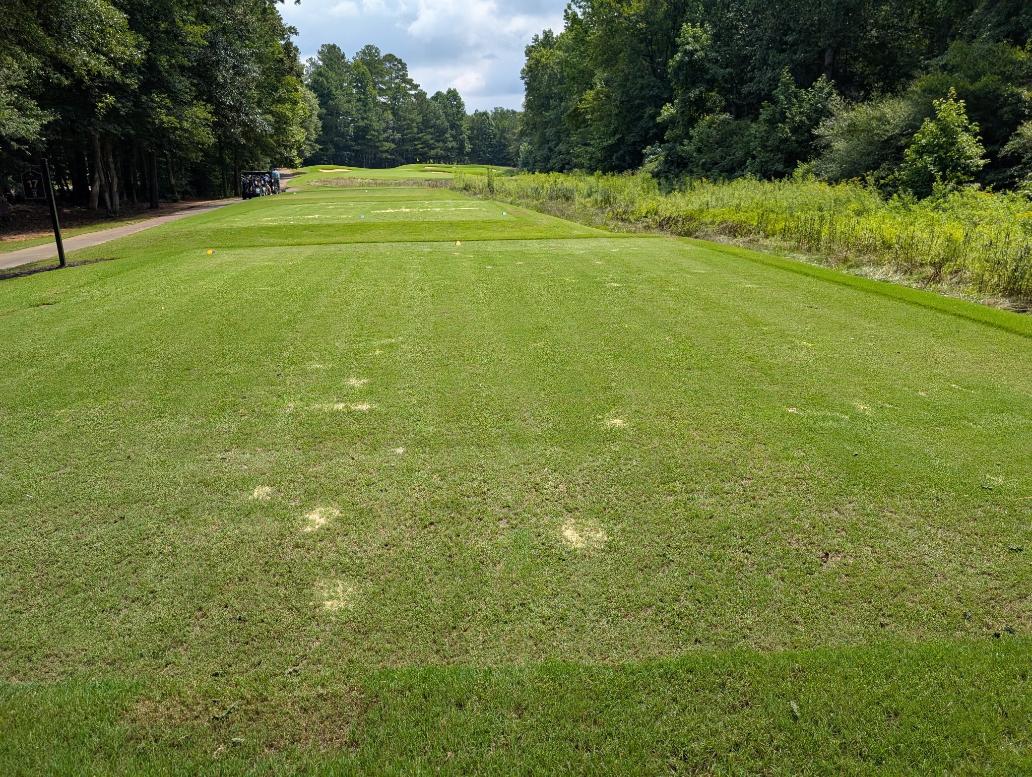 After image demonstrating deep turf grass root structure development and accelerated thatch layer decomposition from enzymatic treatments.