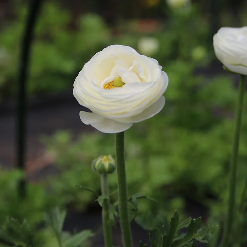 Custom Order - Global Growers Event 4/24