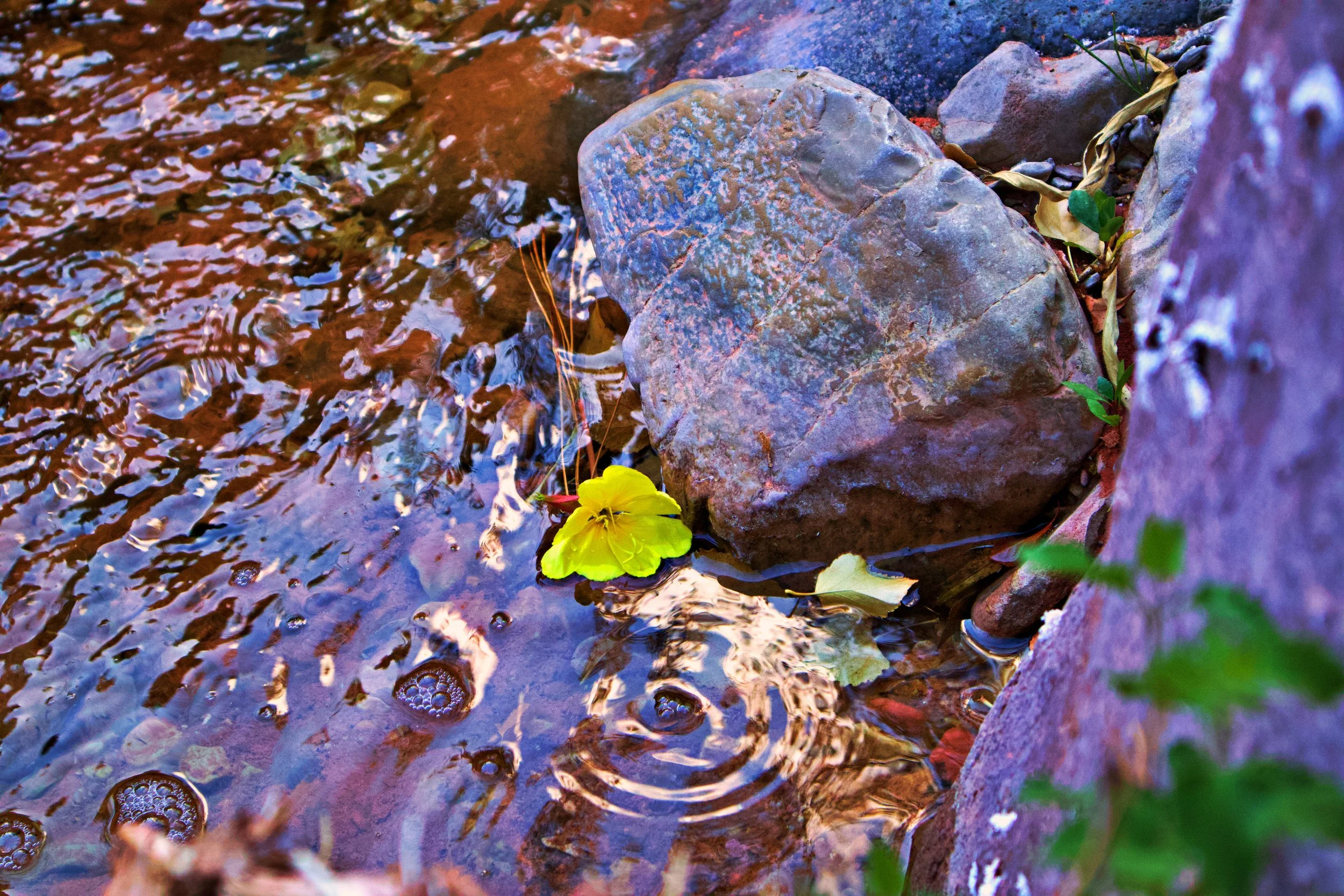 Zion River Flower 1.jpg