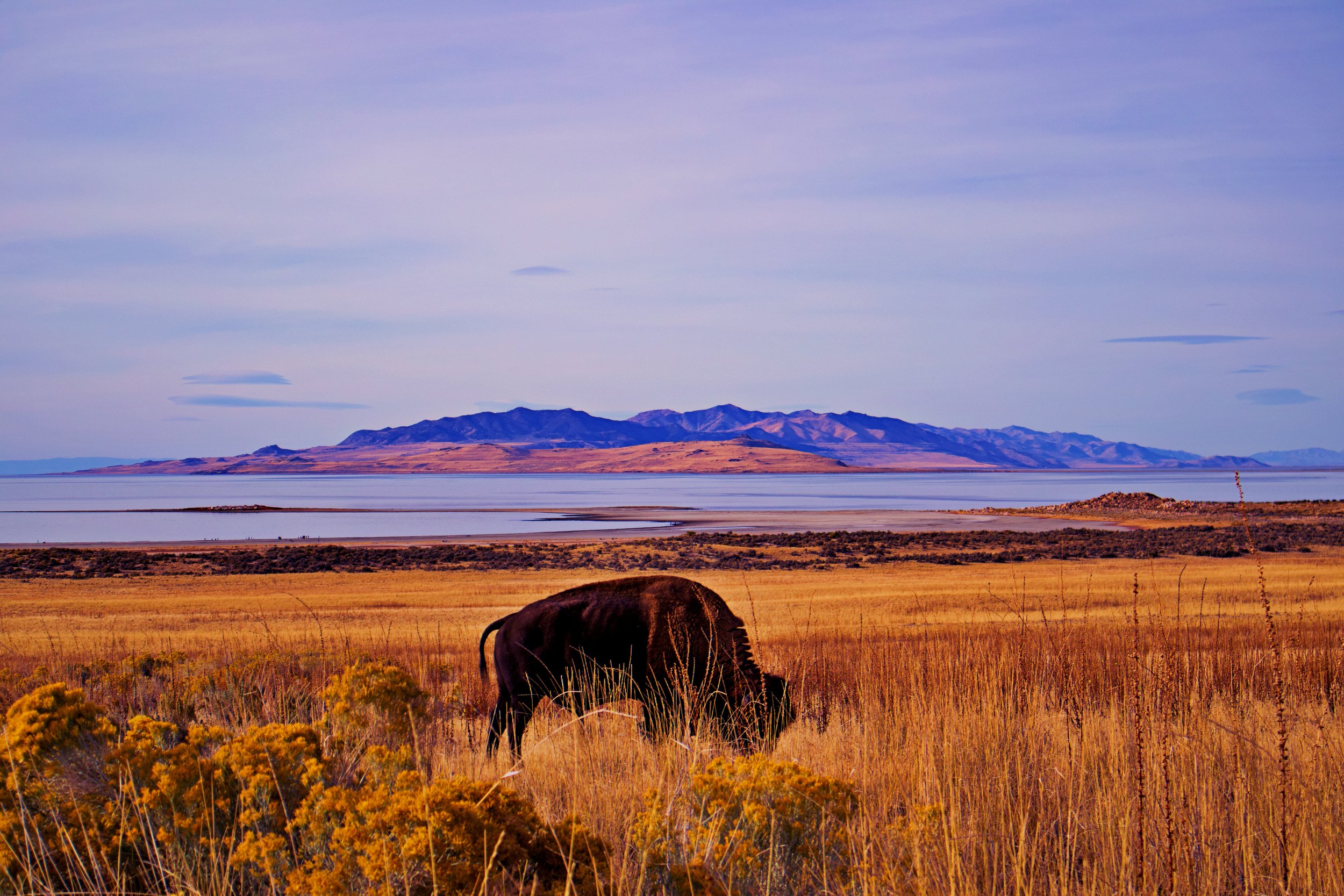 Antelope Island Buffalo Pic.jpg