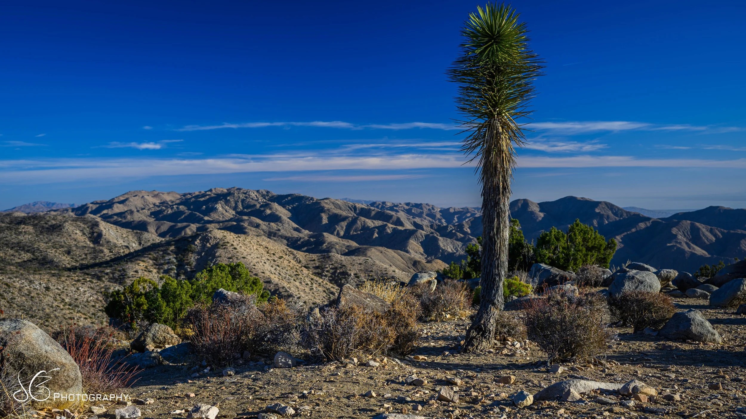 JOshua_Tree-2024-2.jpg