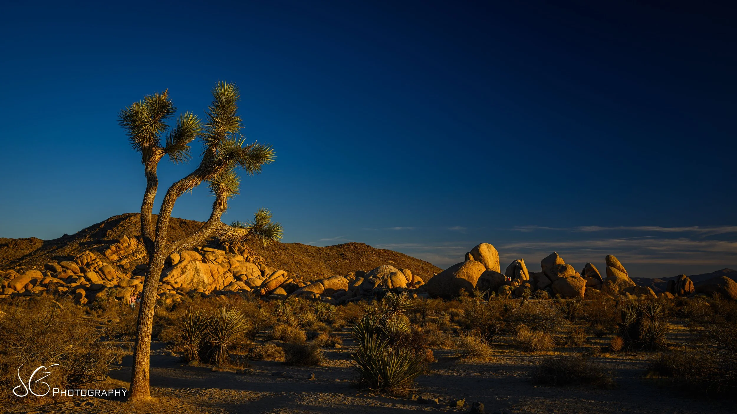JOshua_Tree-2024-3.jpg