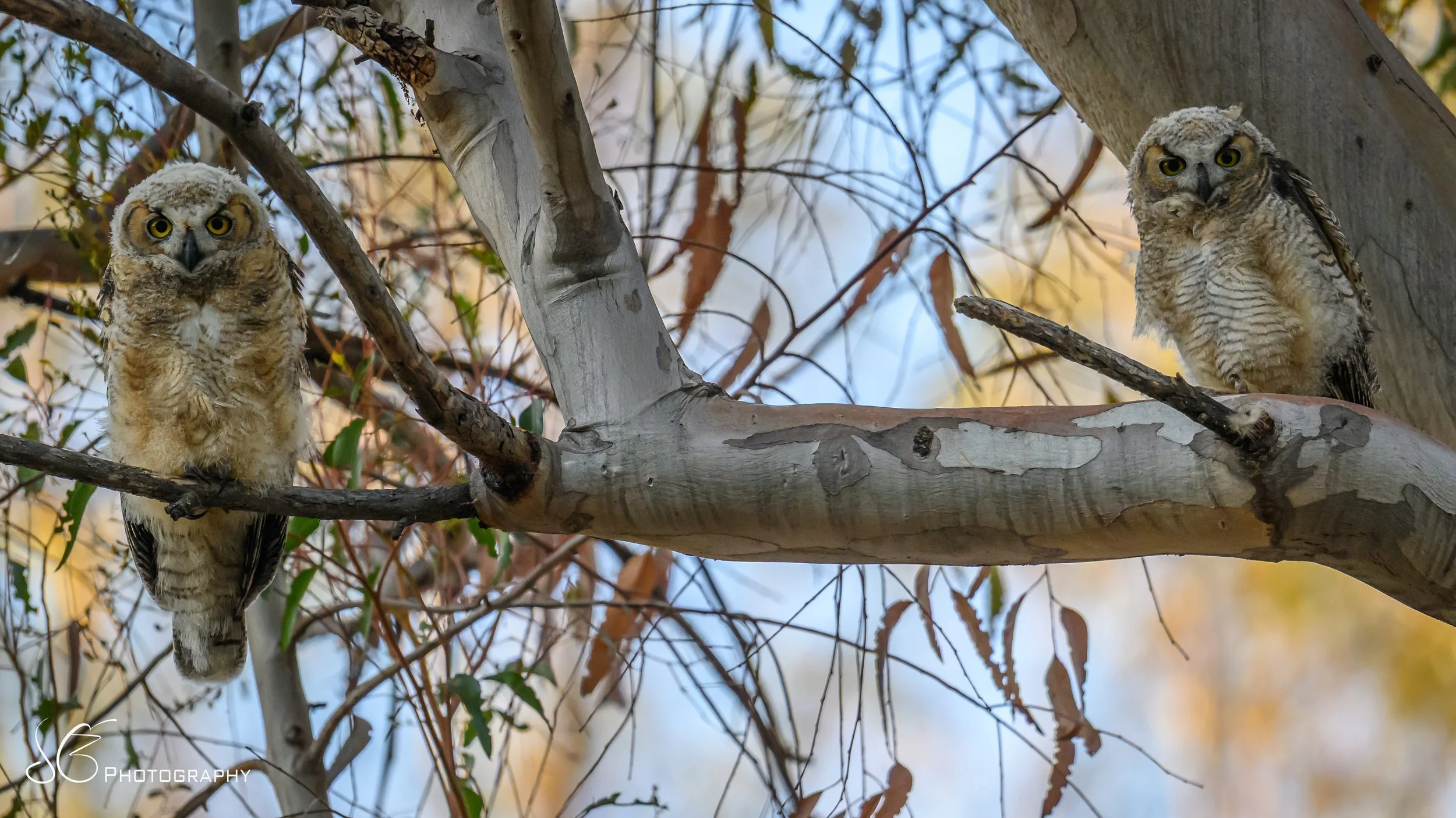Owlets-2026.jpg