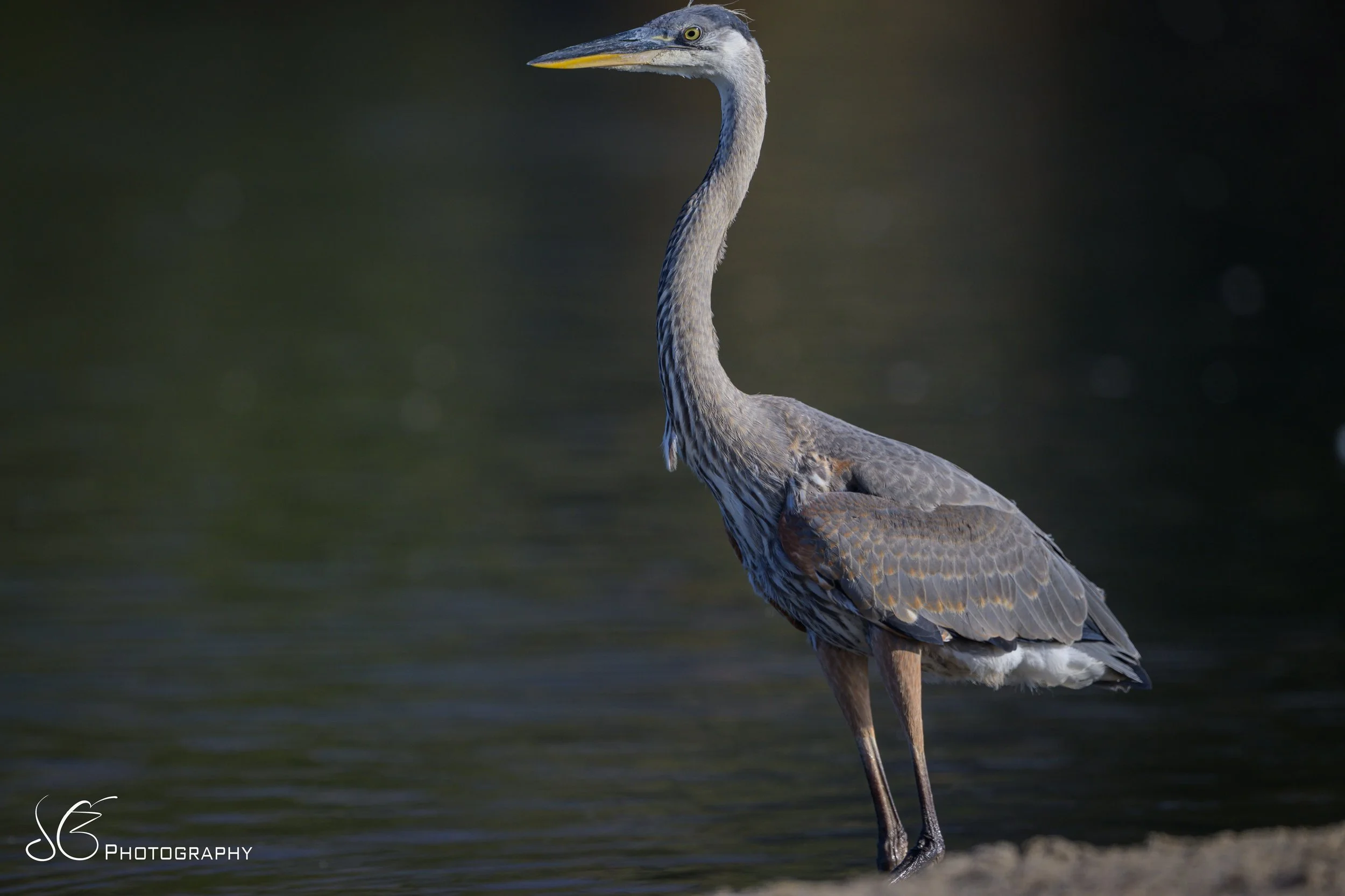 Malibu-Lagoon-2026-6.jpg