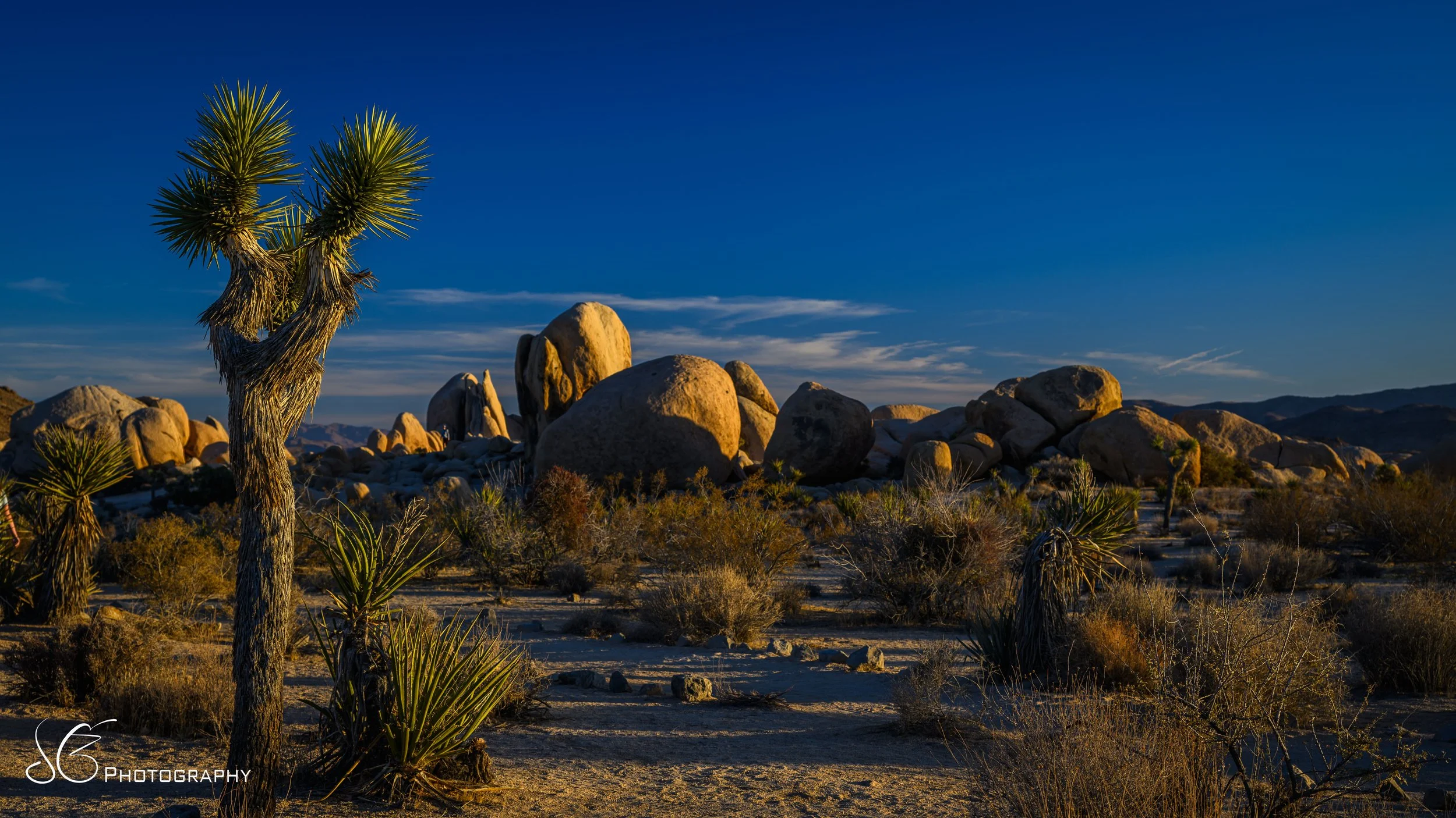 JOshua_Tree-2024-4.jpg