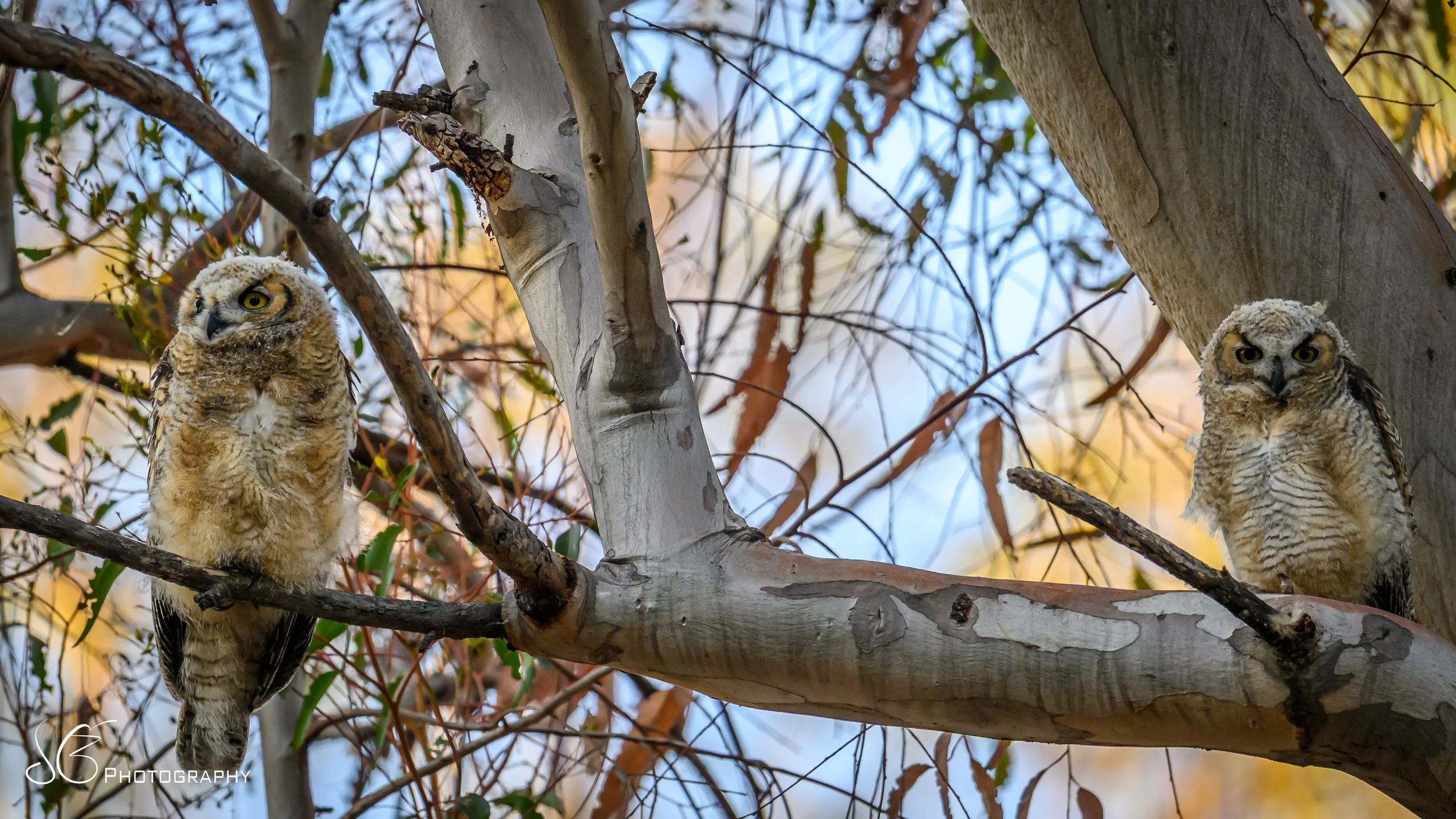 Owlets-2026-2.jpg