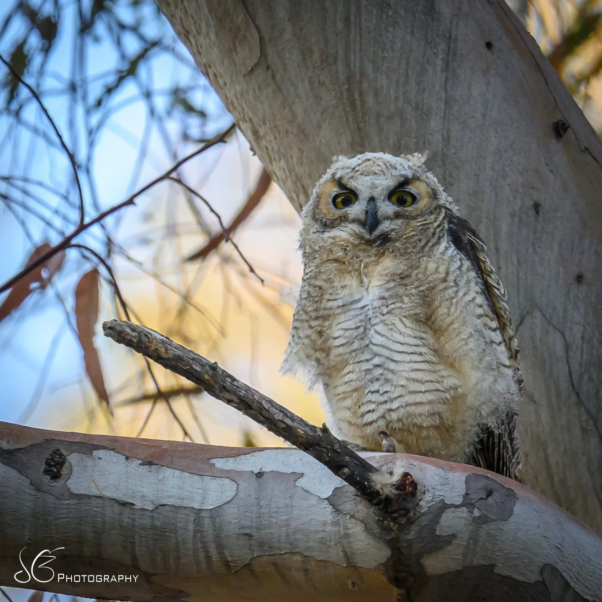 Owlets-2026-3.jpg