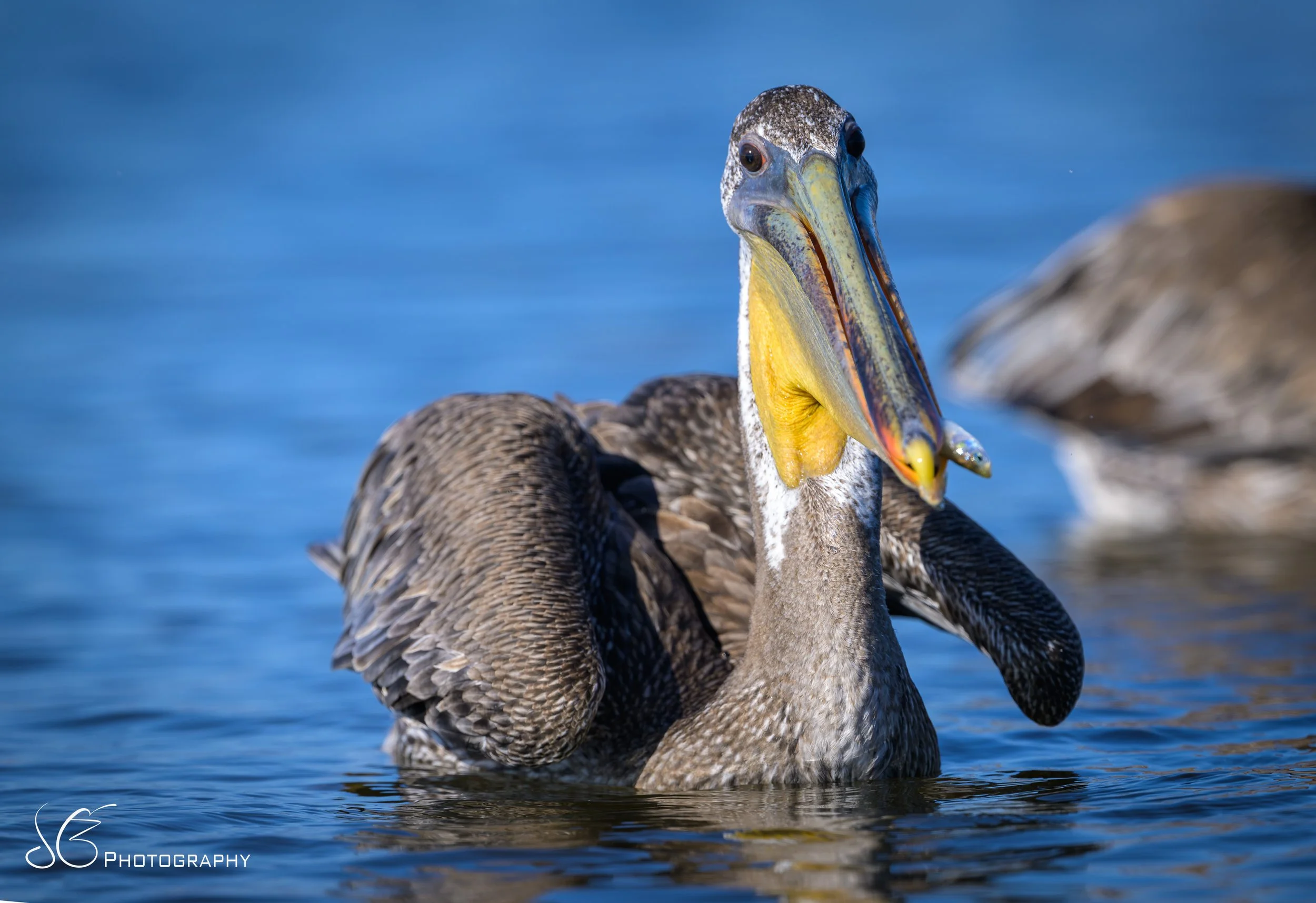 Malibu-Lagoon-2026-10.jpg