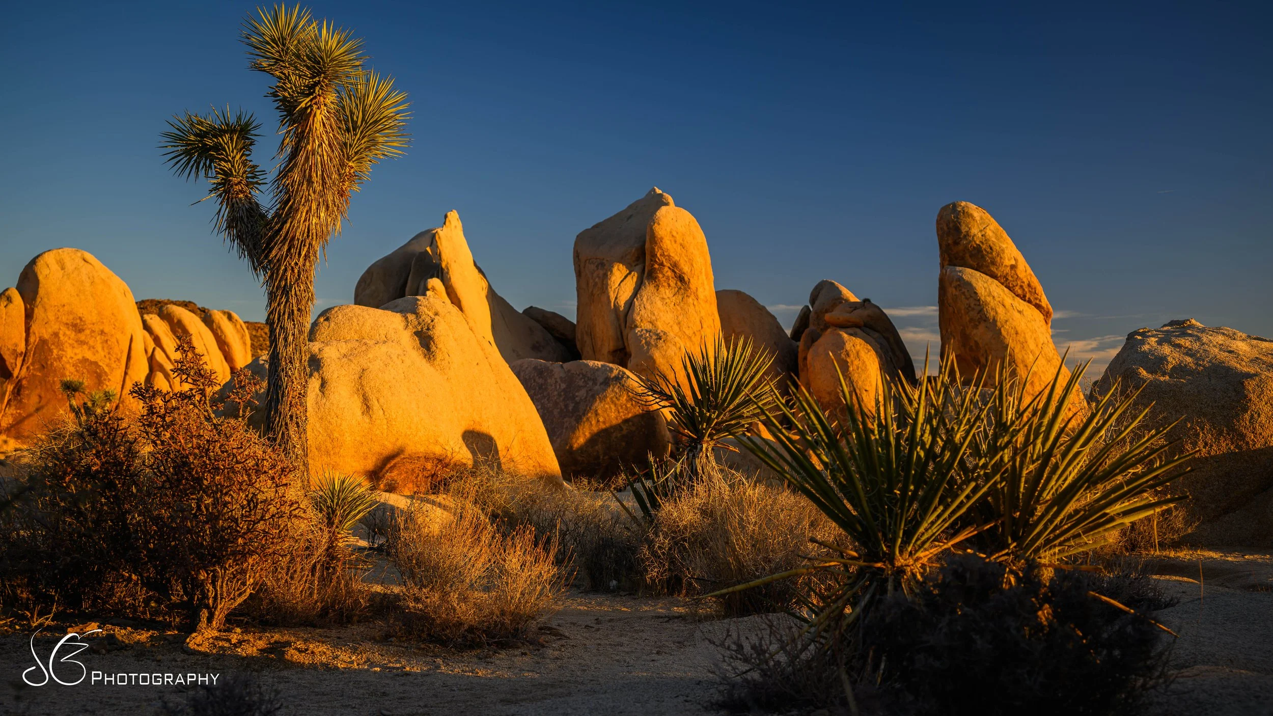 JOshua_Tree-2024-5.jpg