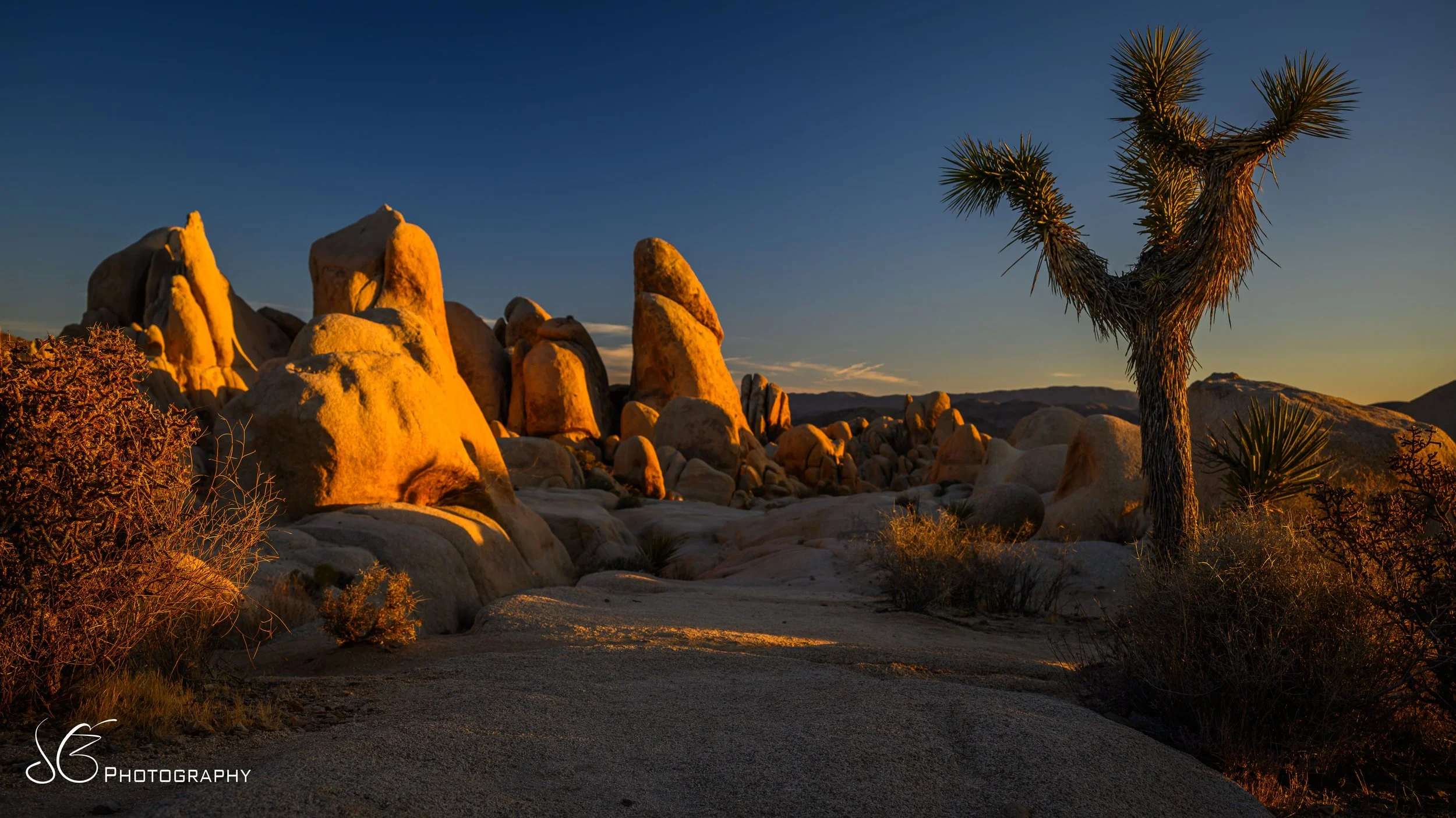 JOshua_Tree-2024-6.jpg