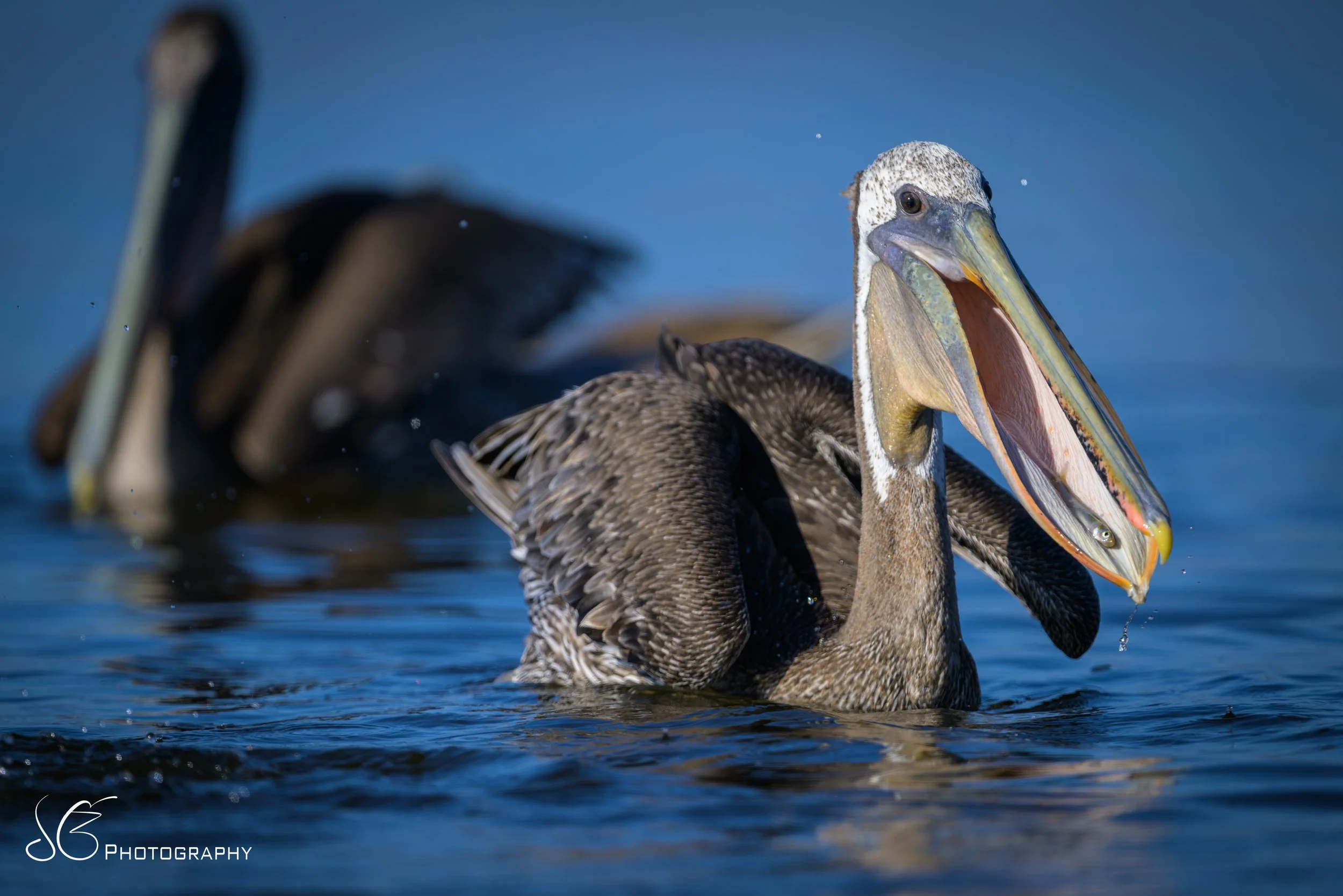 Malibu-Lagoon-2026-8.jpg