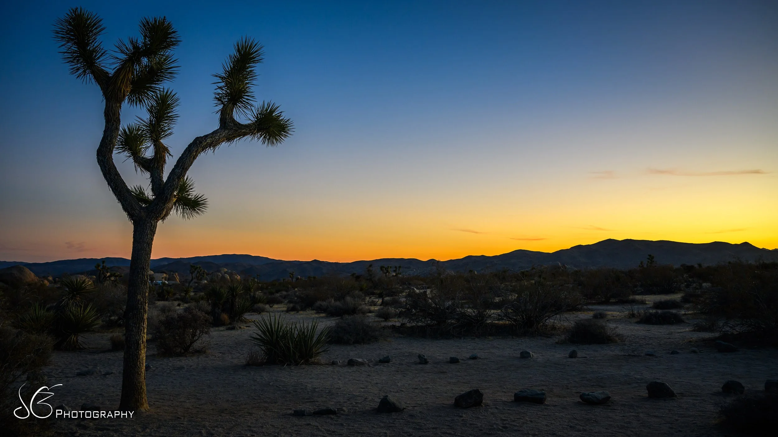 JOshua_Tree-2024-8.jpg