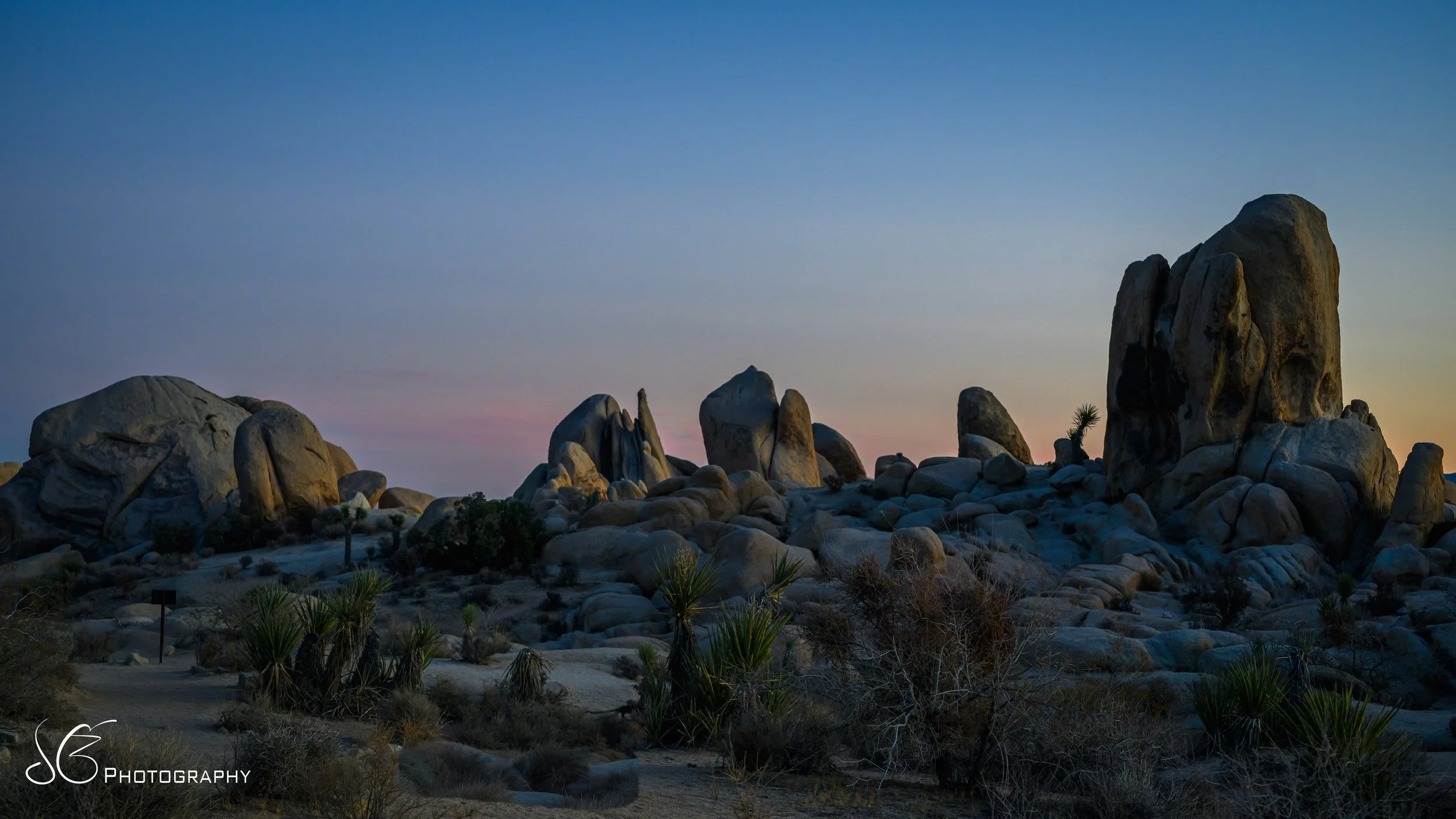JOshua_Tree-2024-7.jpg