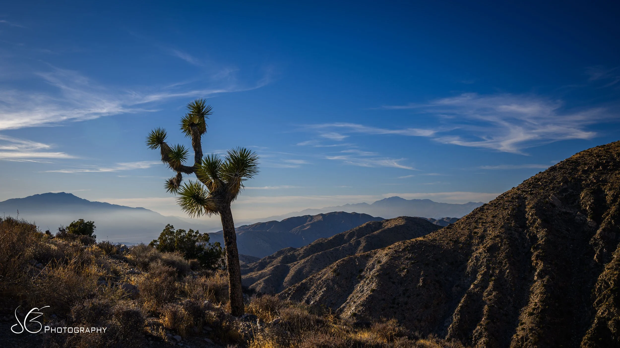 JOshua_Tree-2024.jpg