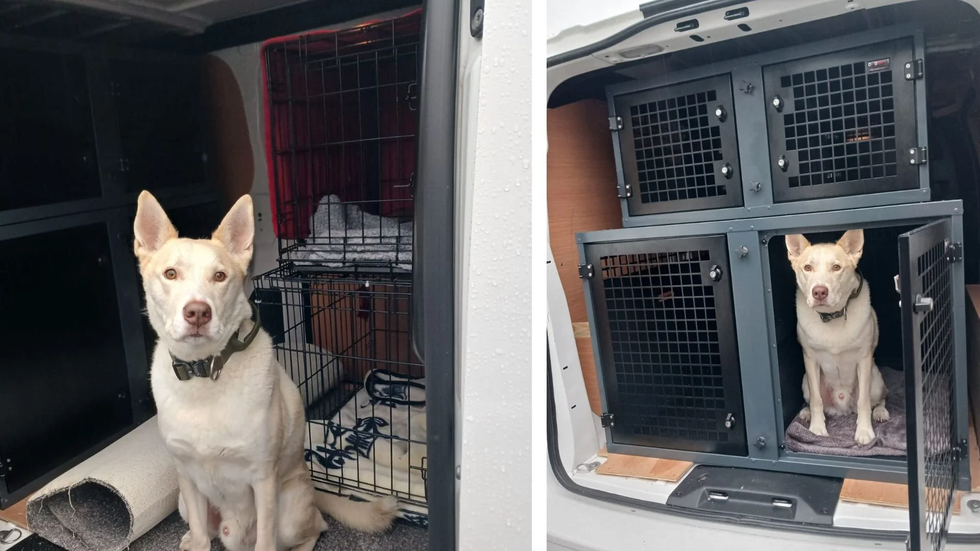 On the Road with Rio: A New Rescue Van for Pennine Pen — The AVM Foundation