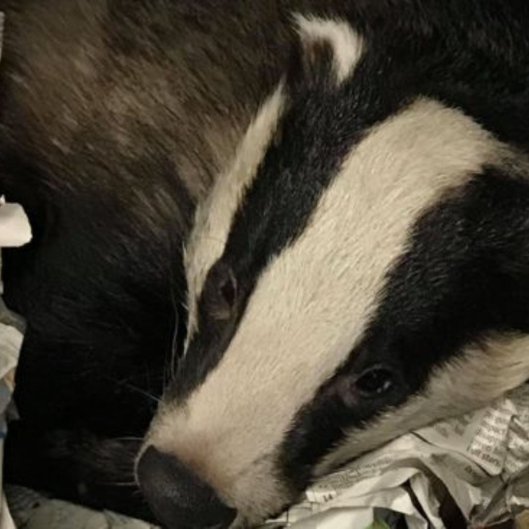 Leicestershire Wildlife Hospital Trust