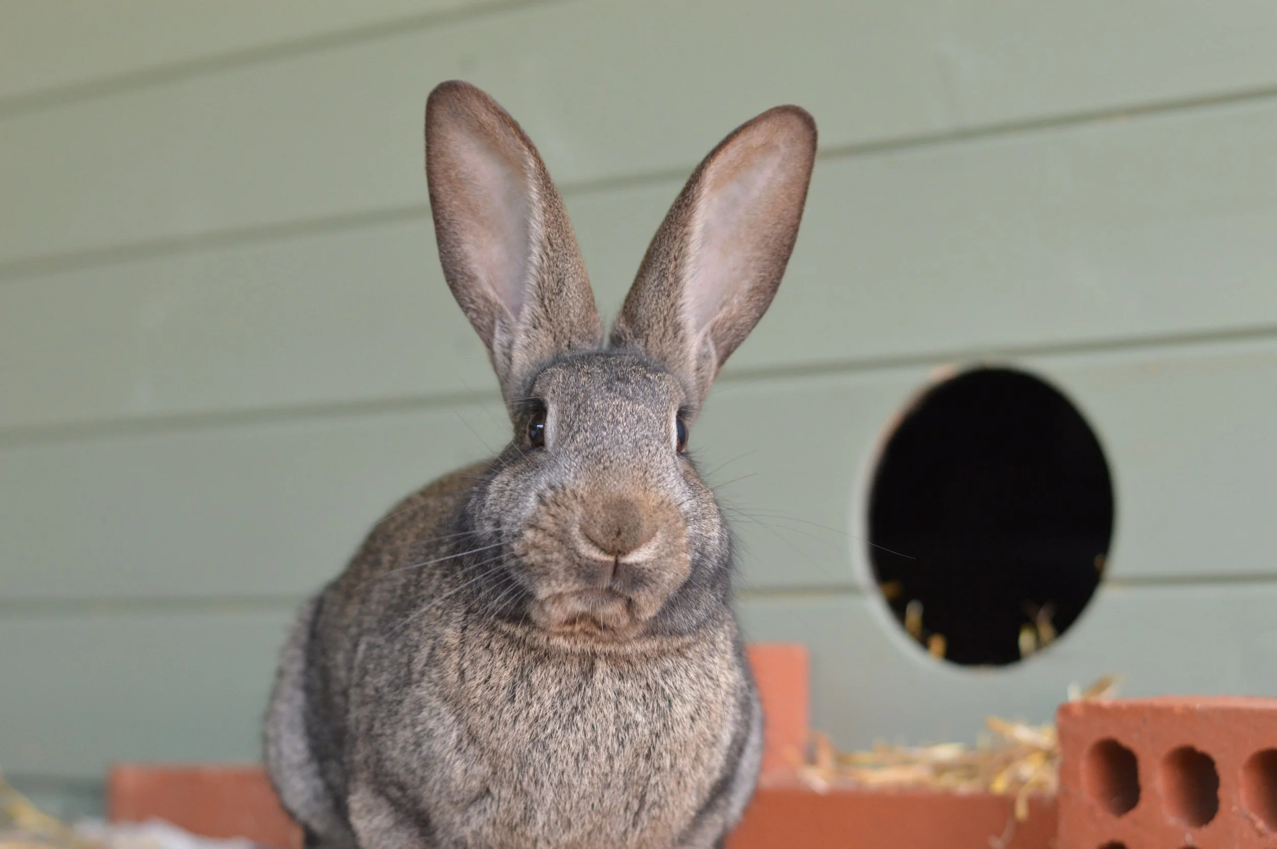 Ivy Dene Rabbit Rescue