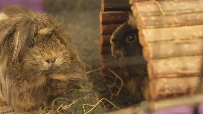Foundation-Supported Animal Shelter Makes Headlines on ITV News After ...