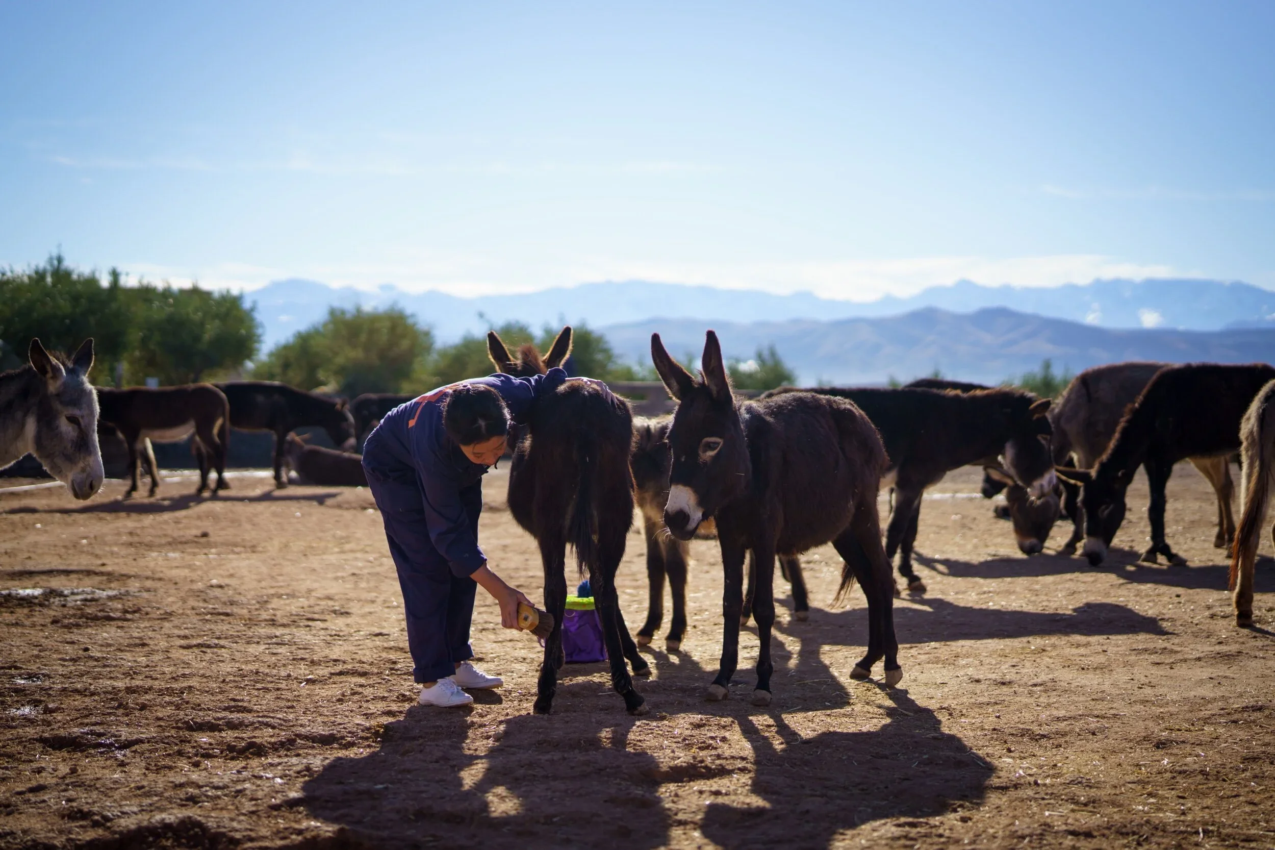 Jarjeer Mules