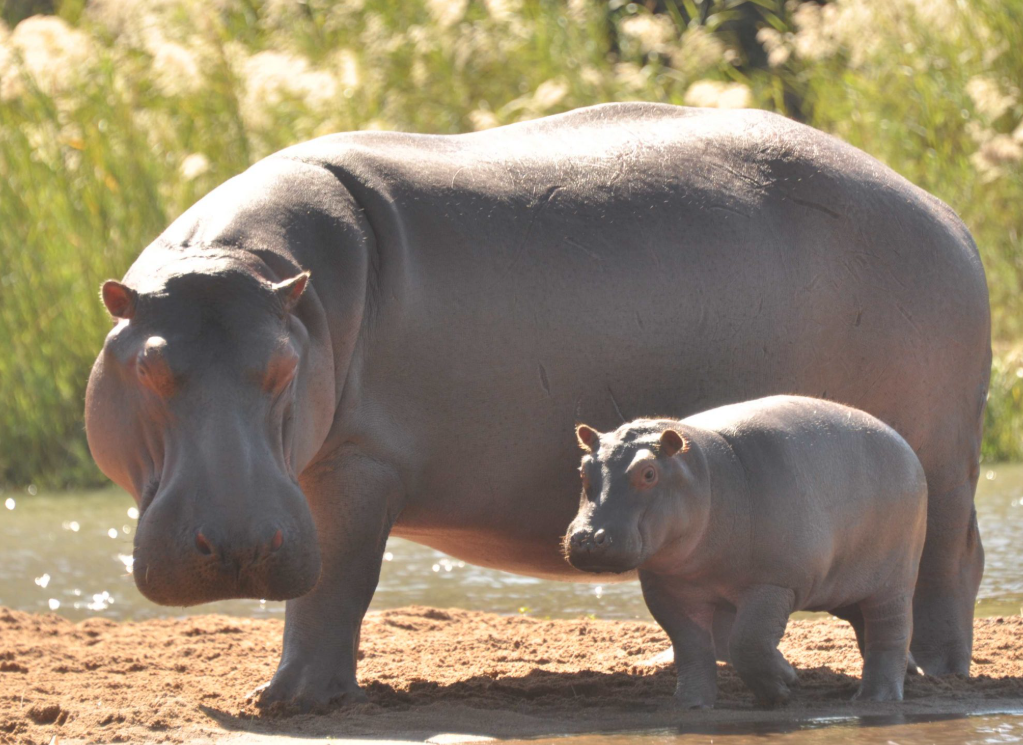 Turgwe Hippo Trust