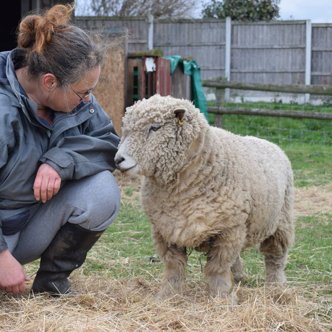 Sheep Ahoy Animal Rescue