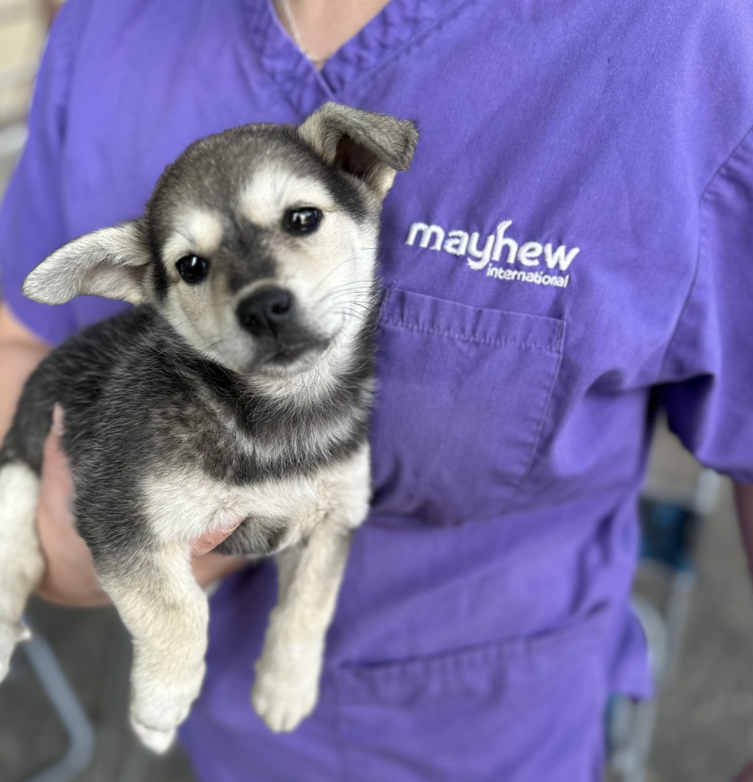 Mayhew Georgia