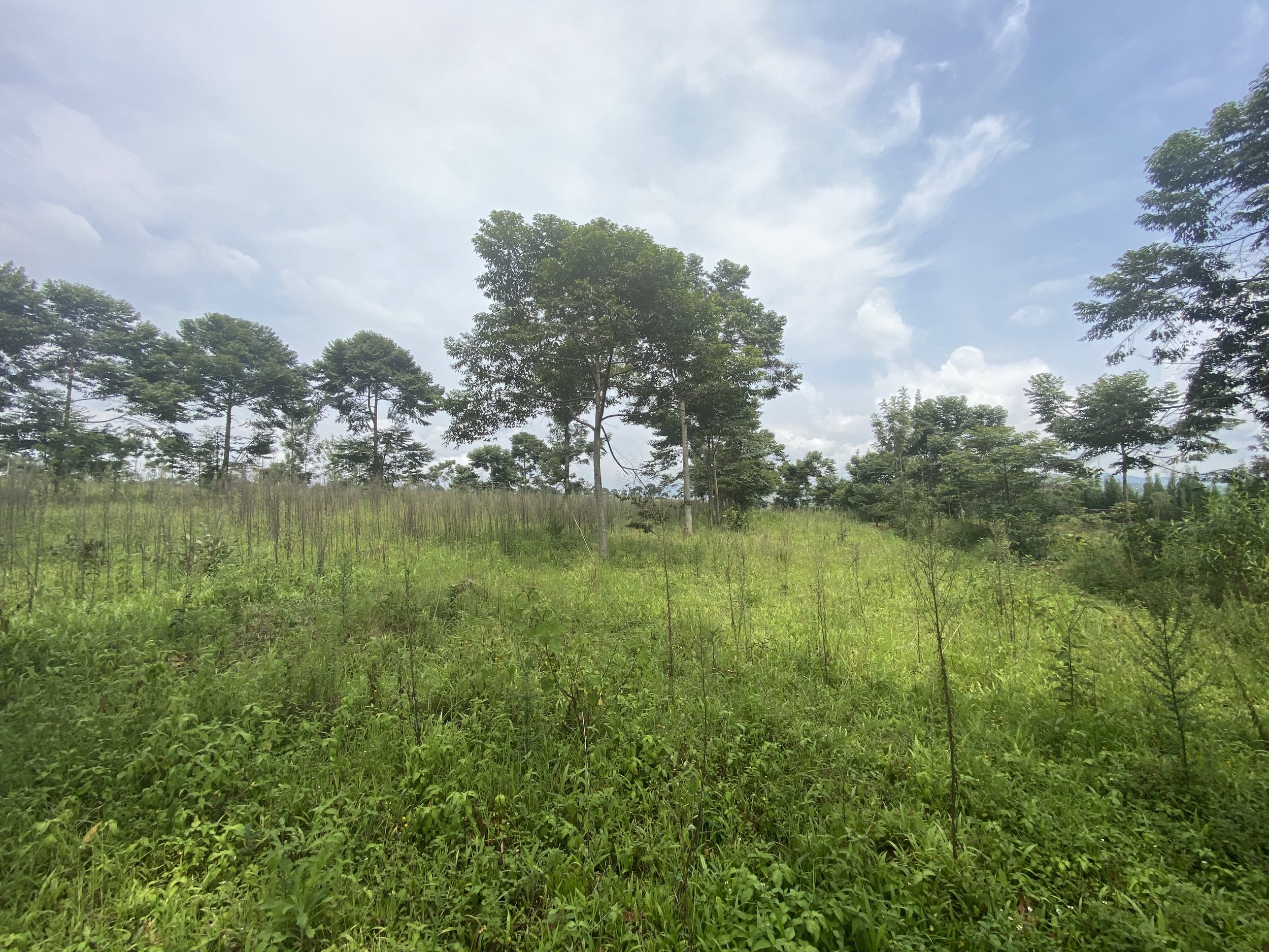 REMESHA TEA GARDEN RETREAT, Burundi