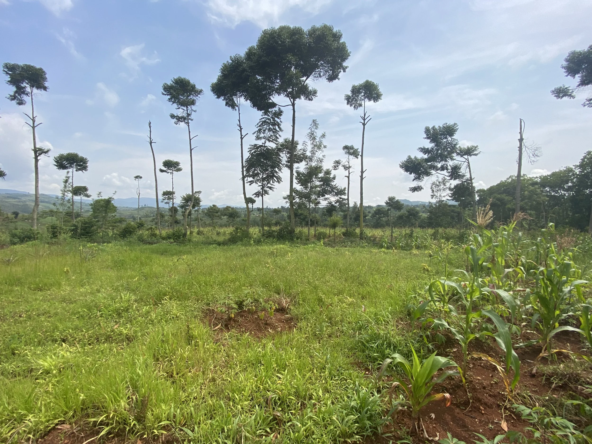 Future home of Remesha Tea Garden Retreat 