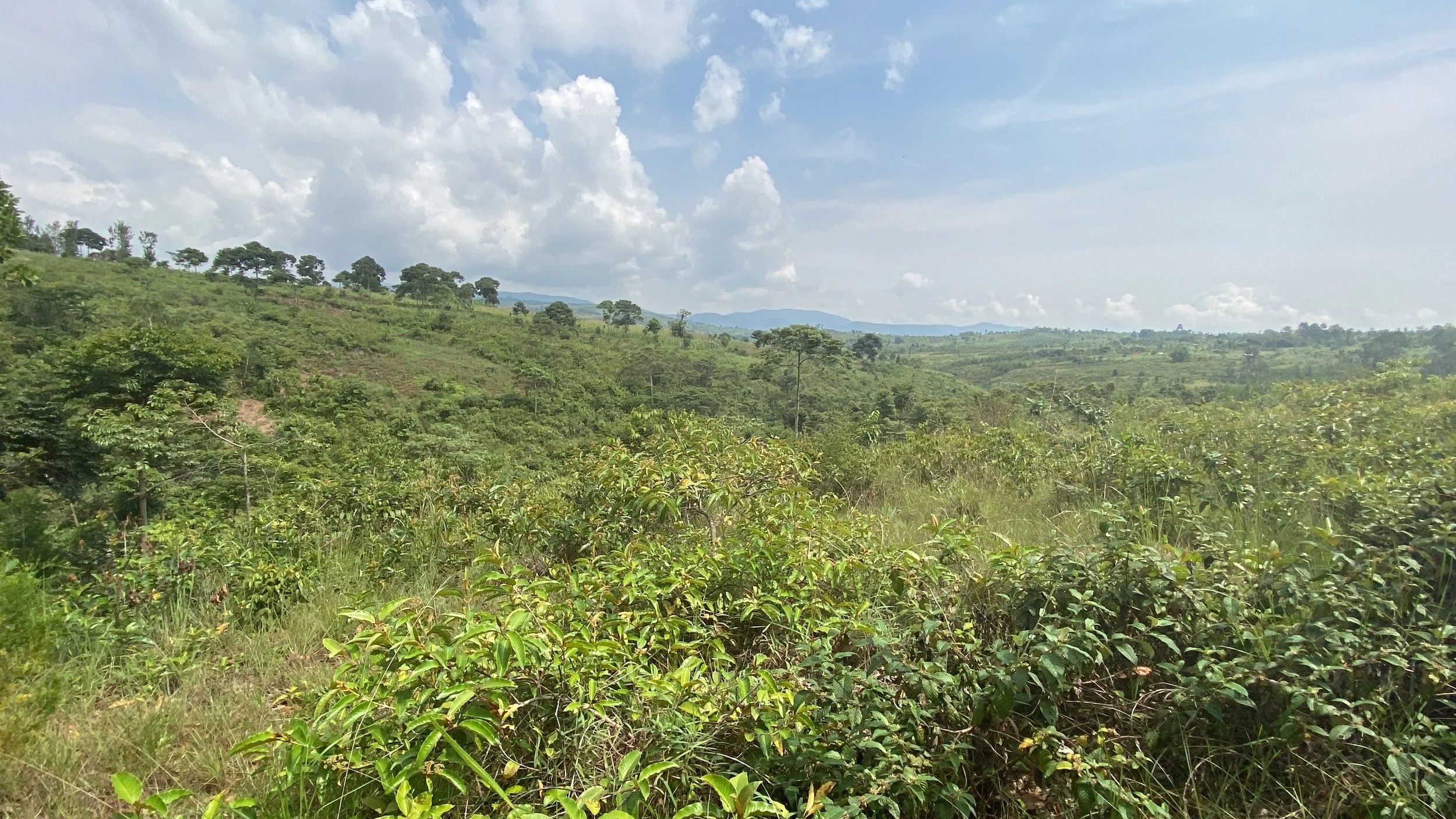 Future home of Remesha Tea Garden Retreat 