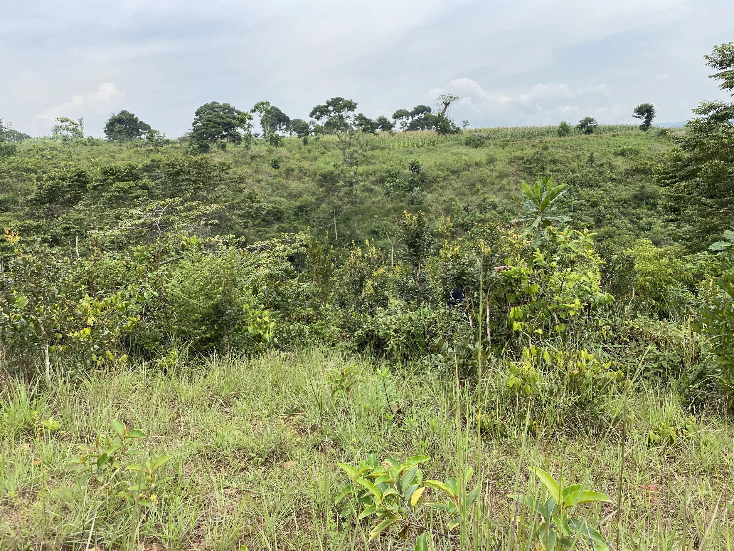 Future home of Remesha Tea Garden Retreat 