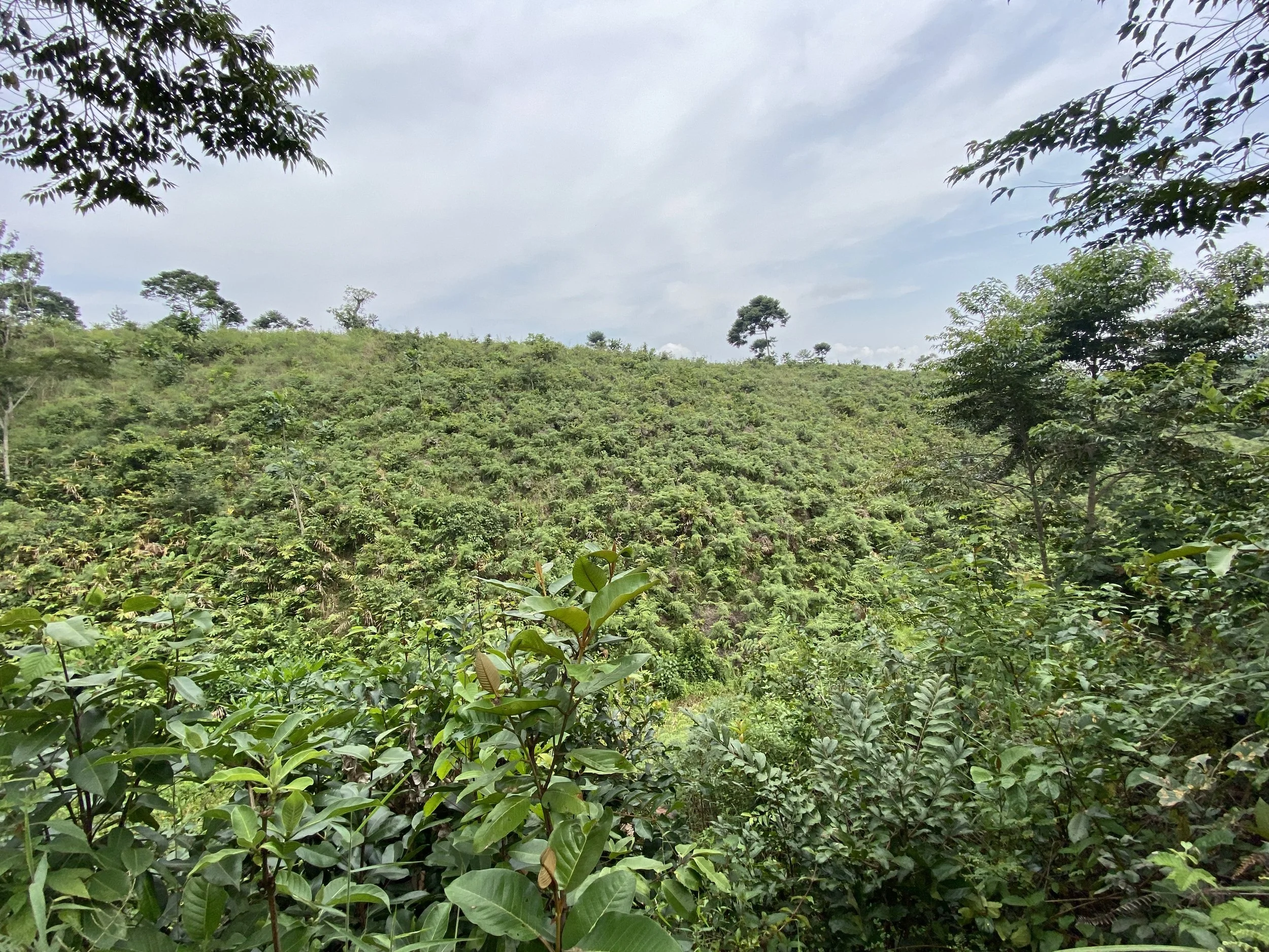 Future home of Remesha Tea Garden Retreat 