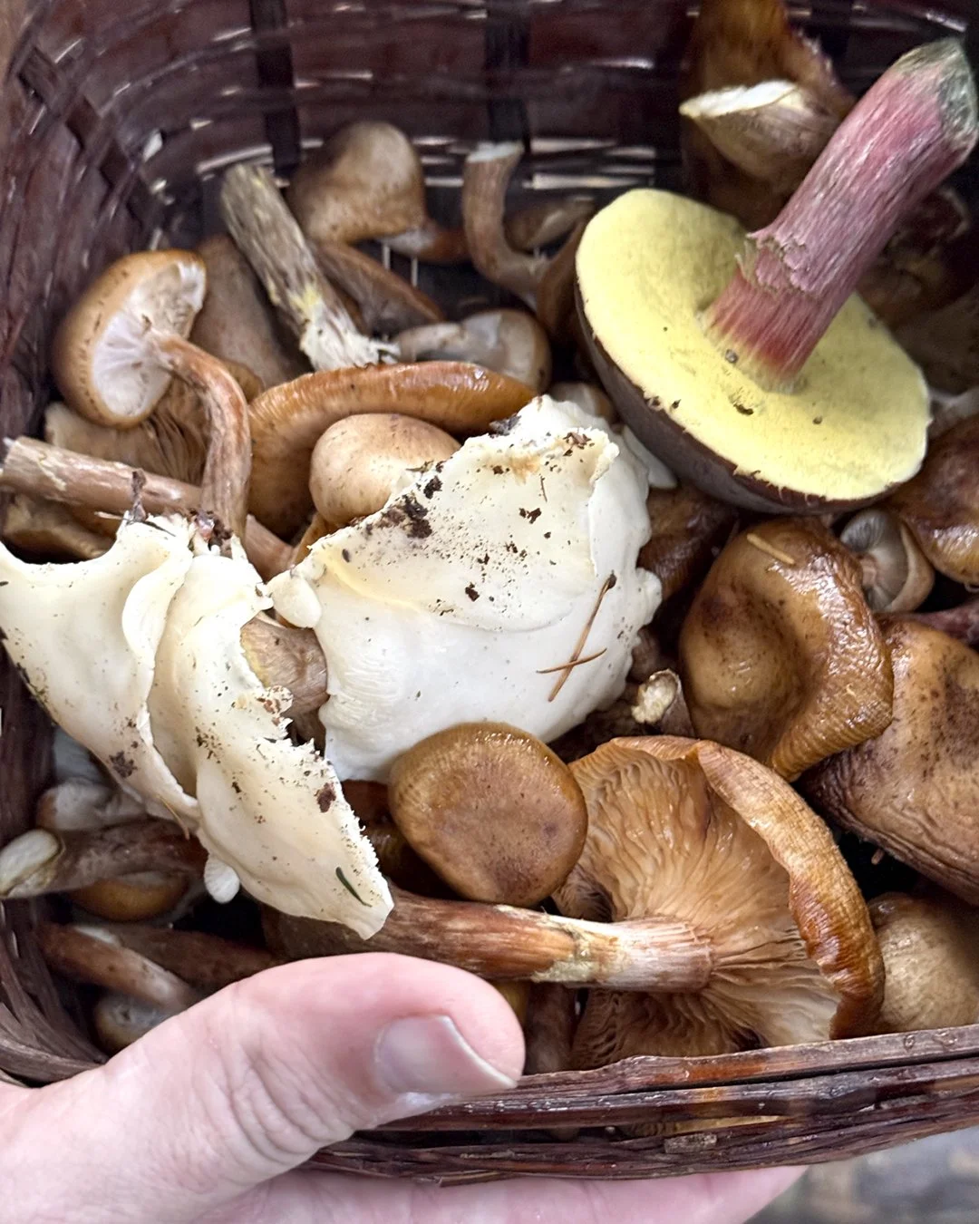 The haul from the day's mushroom foarging trip with a basket full.