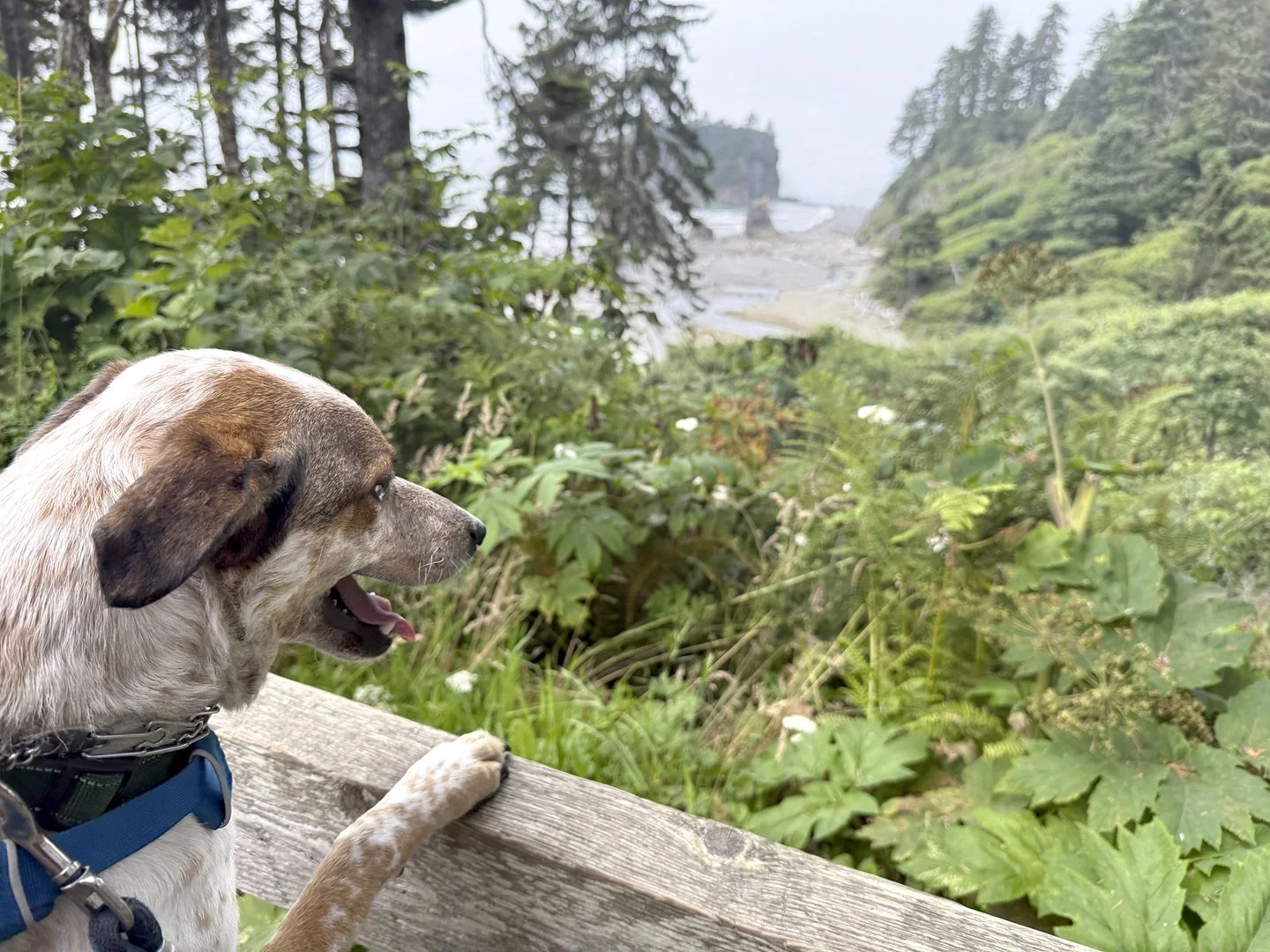 Beau, our Red Heeler, looking out from above down towards Ruby Beach, WA in Olympic National Park