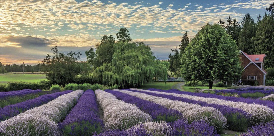 Sequim Lavender fields