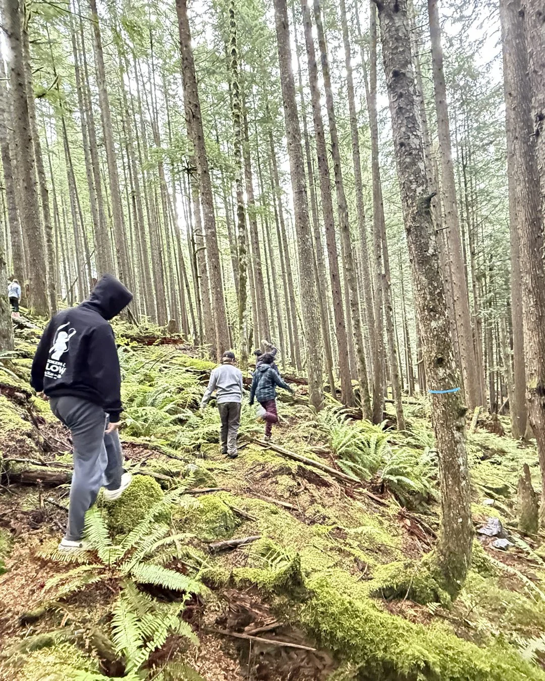 People walking off trail through the woods in the foothills of the Cascade Mountains looking for wild edible mushrooms.