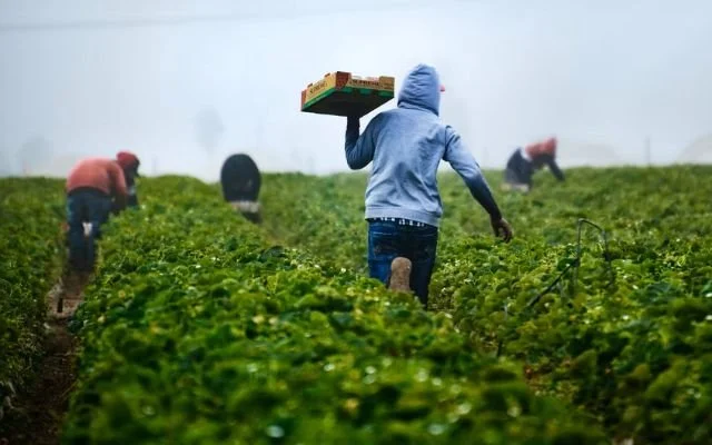 New Report Highlights Mental Health Challenges Facing Migrant Farm Workers on SAWP’s 60th Anniversary