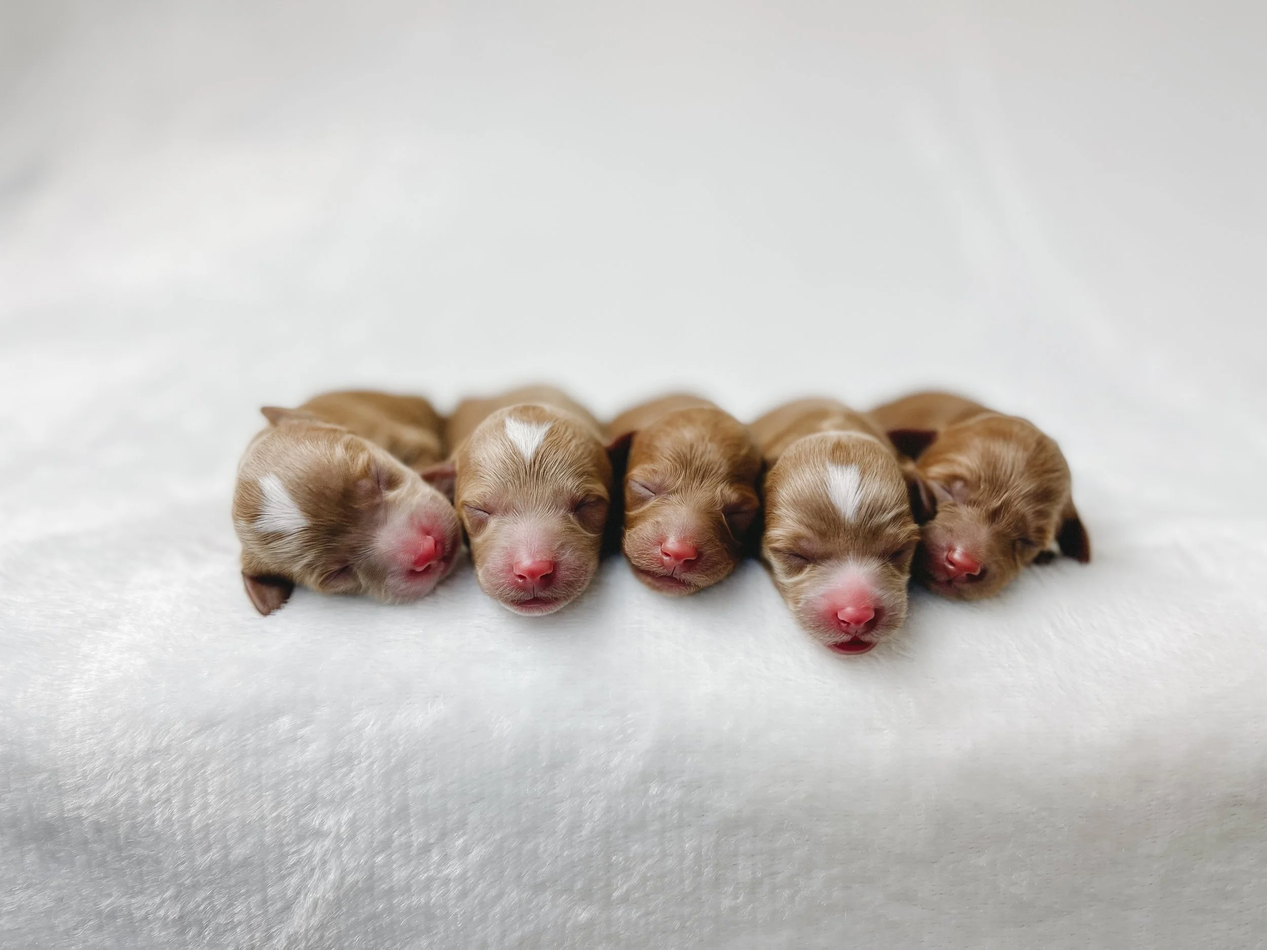 Five newborn puppies lying on a white blanket with closed eyes and pink noses