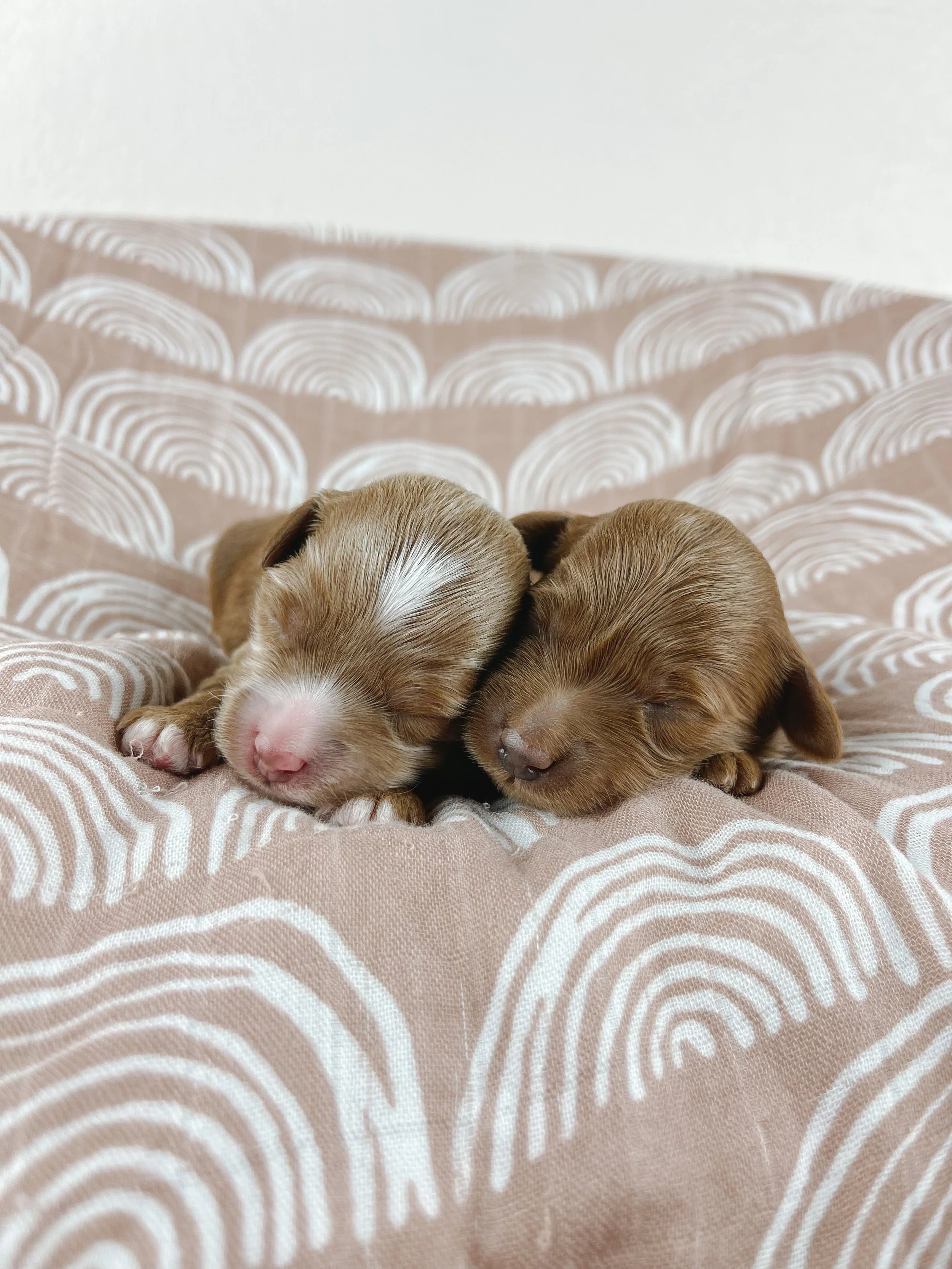 Two tiny brown puppies sleeping on a patterned pink and white blanket.