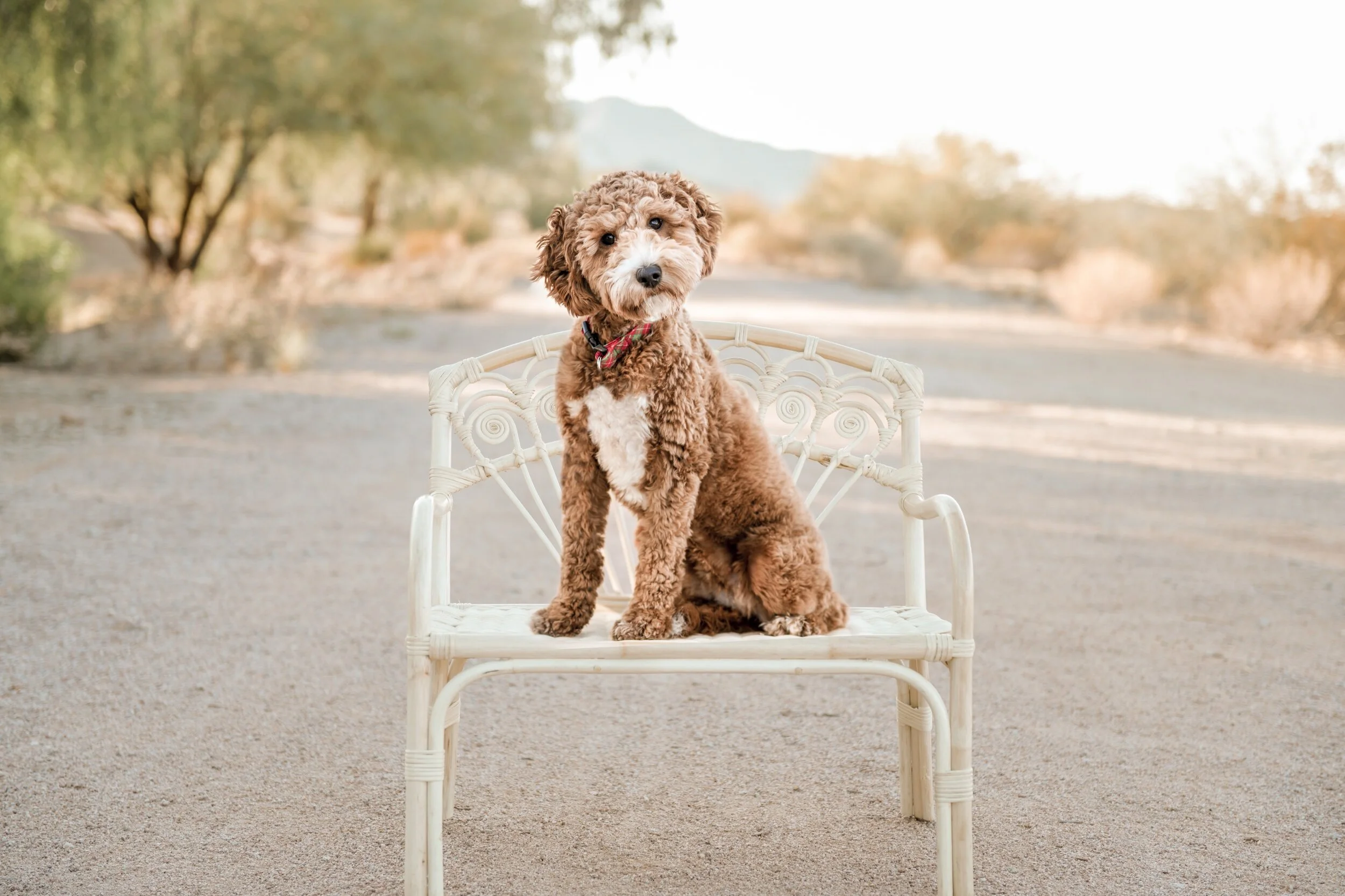 A brown and white curly-haired dog sitting on a white ornate bench outdoors on a gravel path, with desert trees and mountains in the background at sunset.
