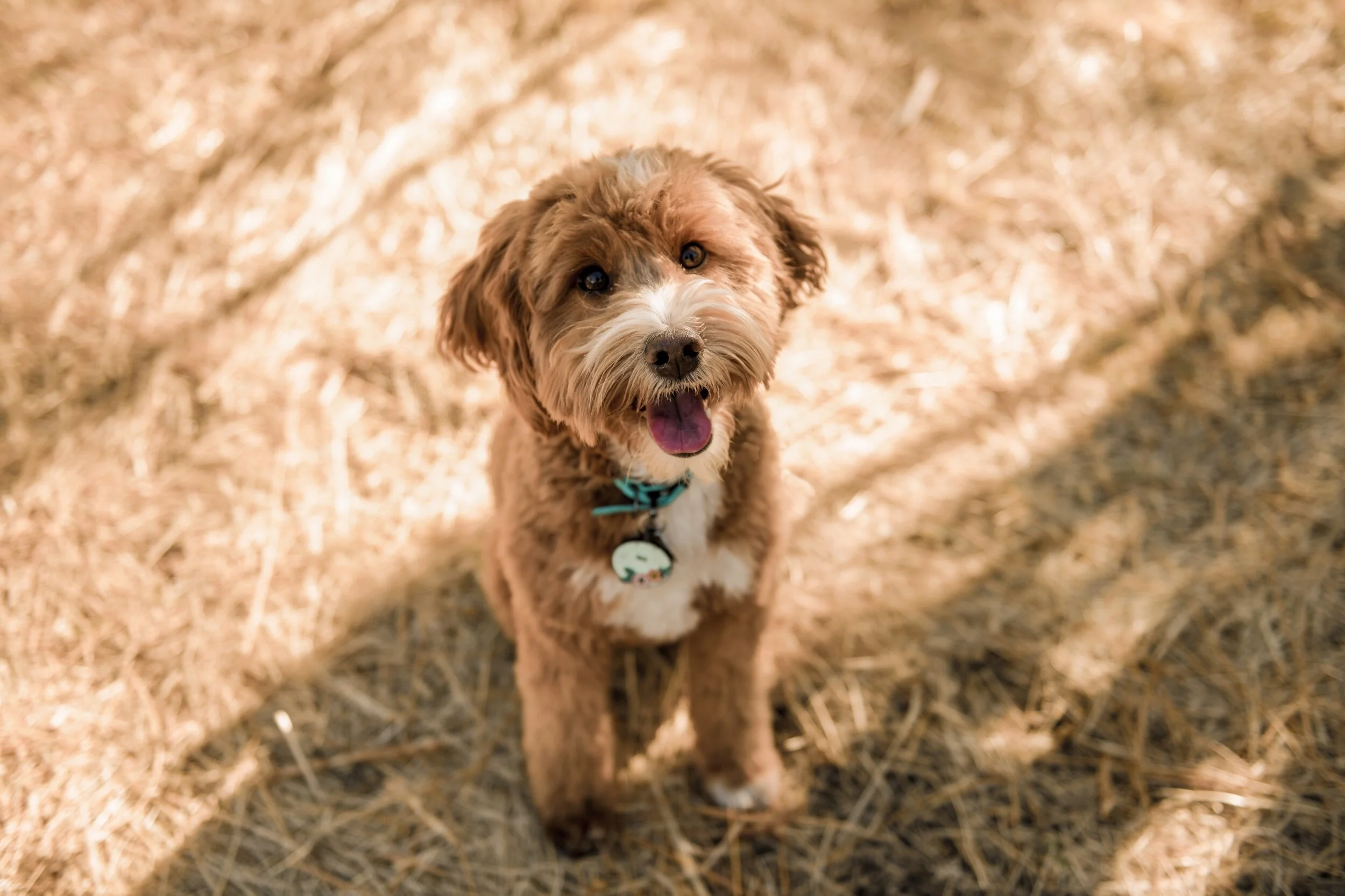 A happy brown and white dog with curly fur, sitting on dry grass, looking up with its tongue out.
