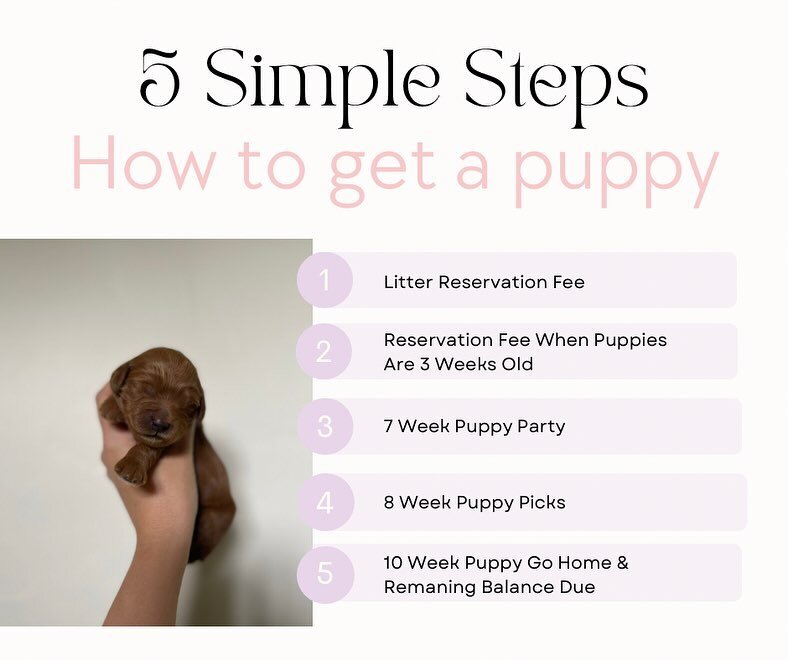 Mark your calendars, because on February 7th, reservations will officially open for Sage, Cali, and Kutanas’ adorable litters!
Although you can apply right away, please note that I will only be able to respond to your applications starting fro