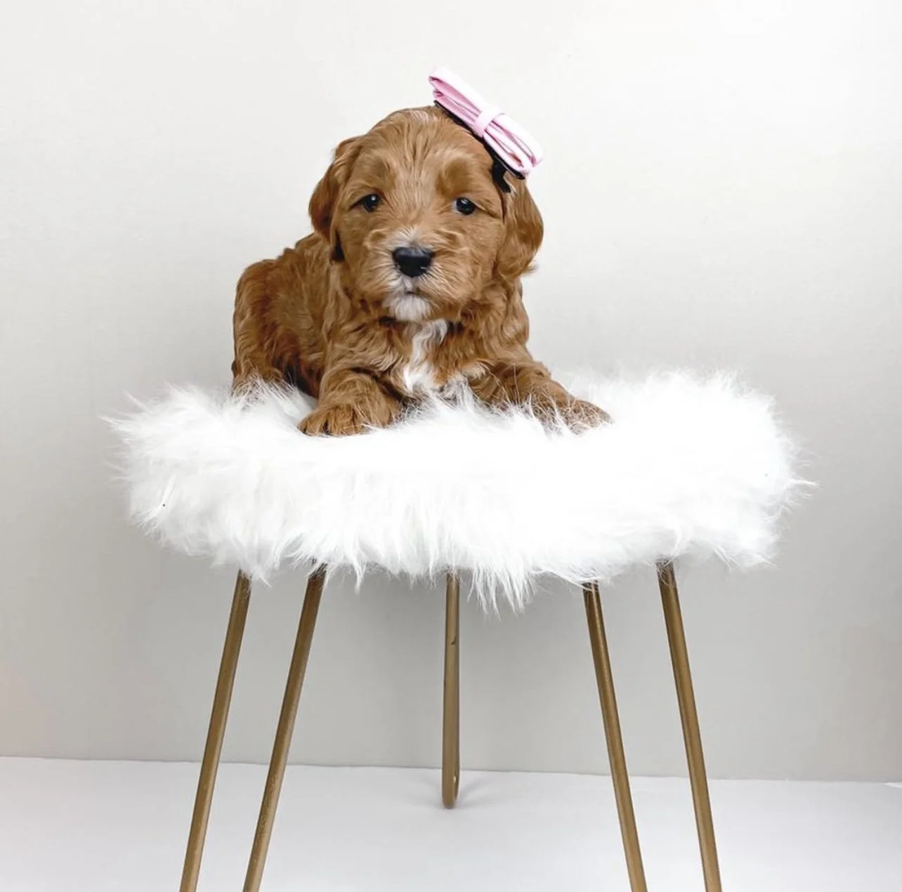 Adorable brown puppy with a pink bow on its head sitting on a white fluffy surface on a wooden stool.