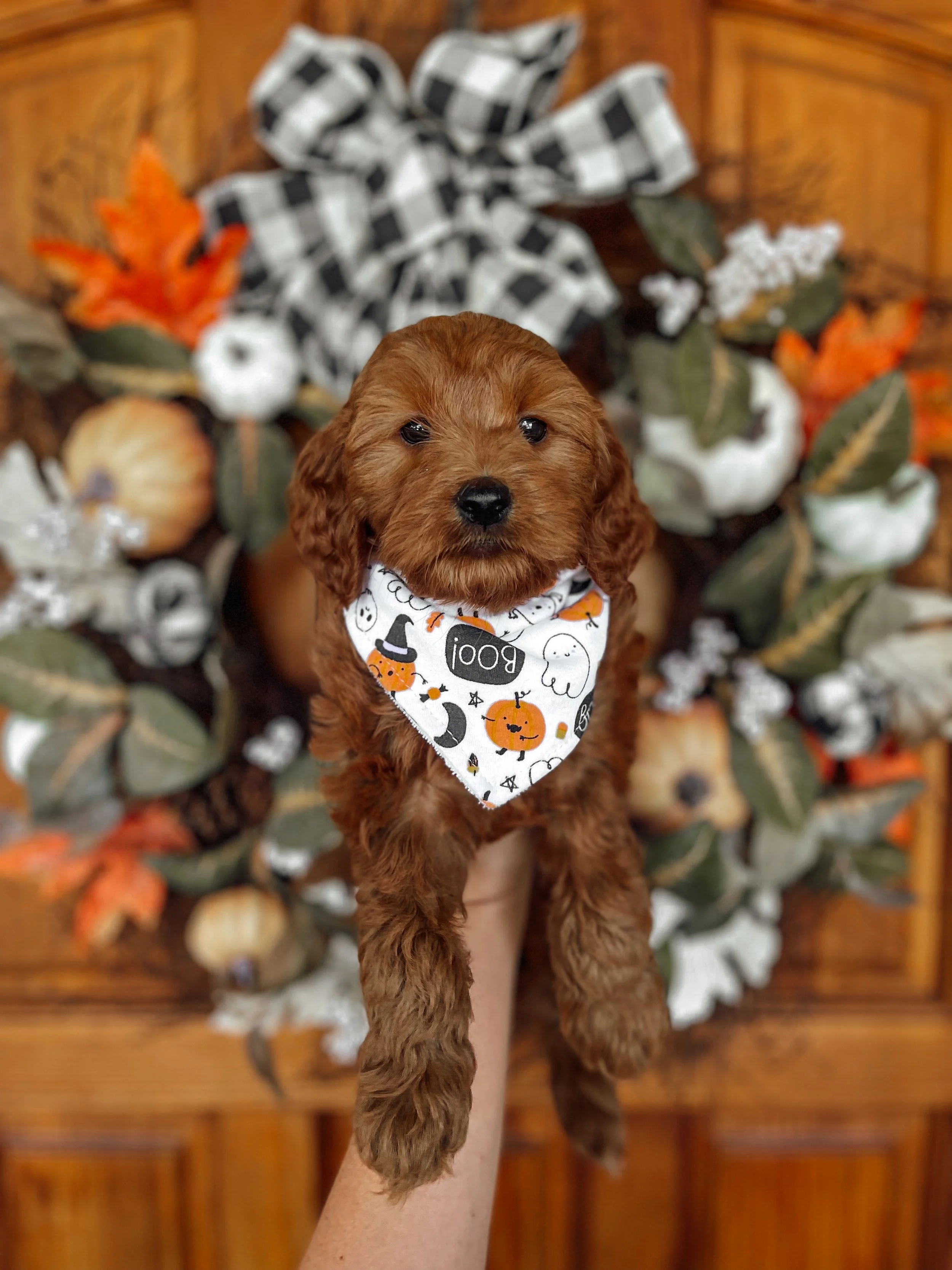 A brown puppy with floppy ears and dark eyes, wearing a Halloween-themed bandana, being held in front of fall decorations including pumpkins, leaves, and a black-and-white checkered bow.