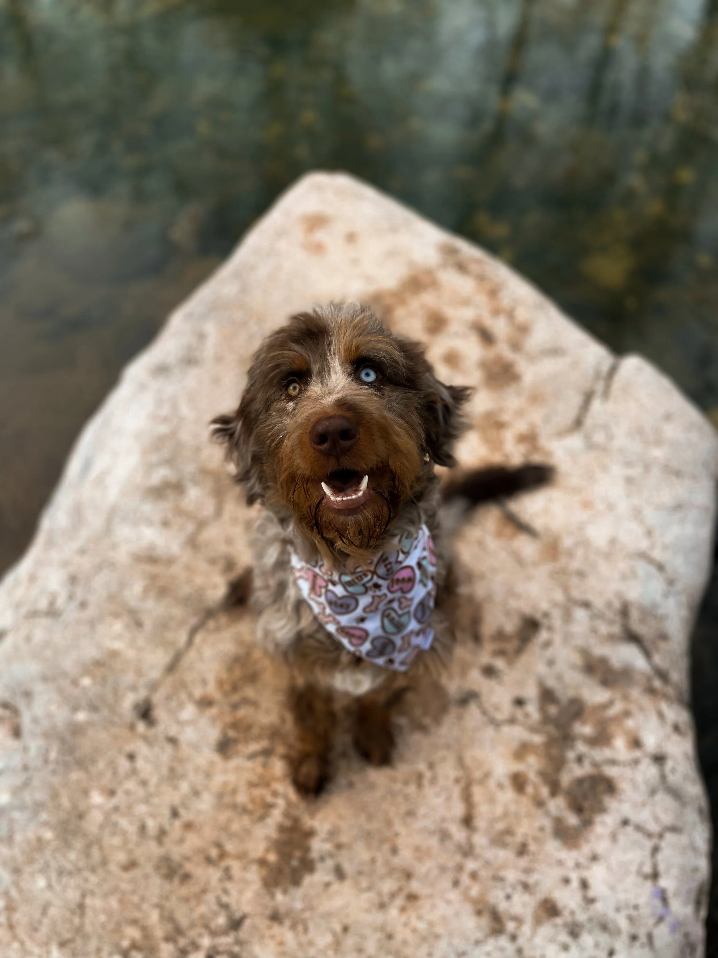 A cute brown and white dog with heterochromatic eyes, one blue and one brown, wearing a bandana with cartoon donuts, sitting on a large beige rock near water, looking up with an open mouth.