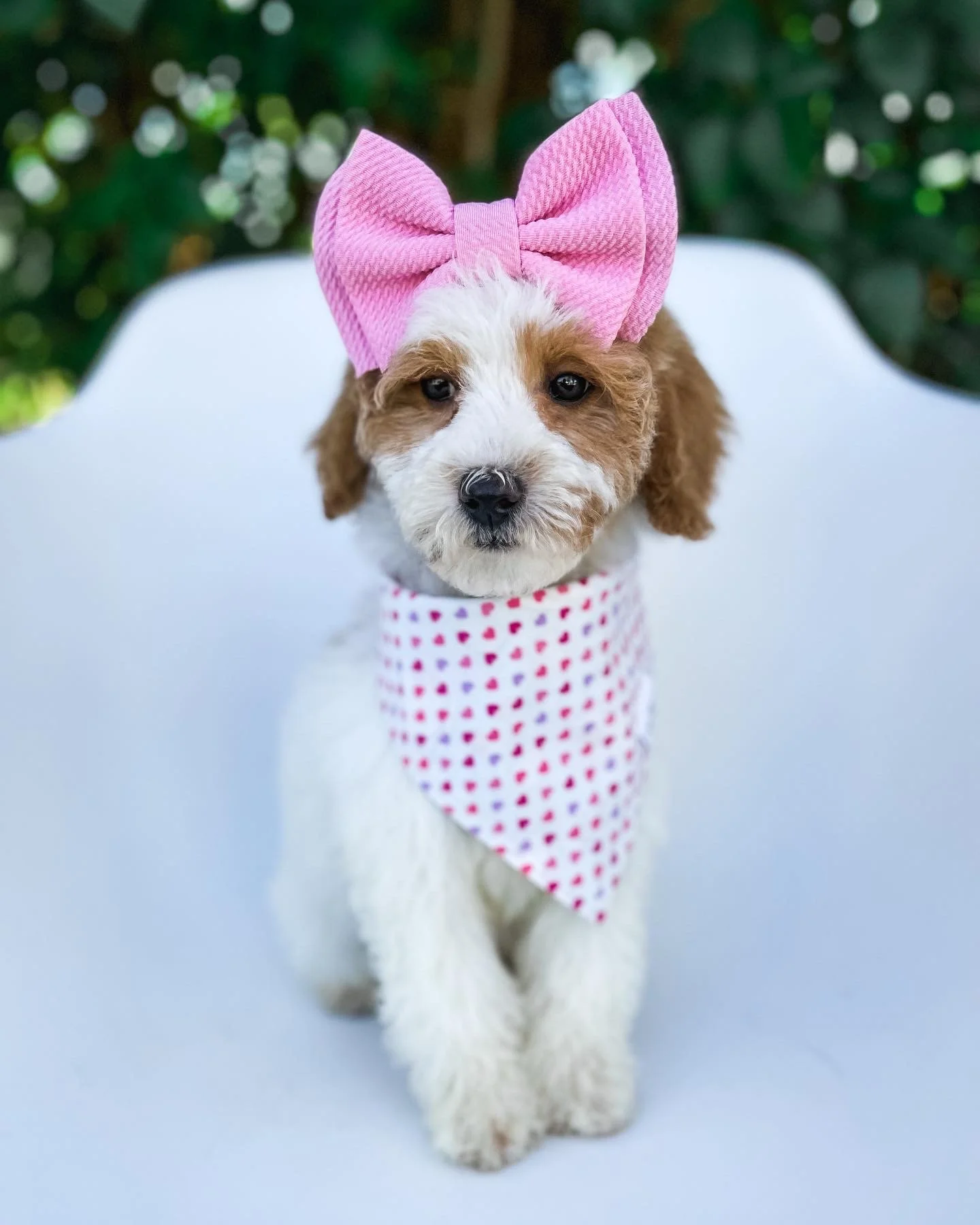 A cute puppy with white and brown fur wearing a pink bow on its head and a pink and white polka dot bandana, sitting on a white surface with a blurred green outdoor background.